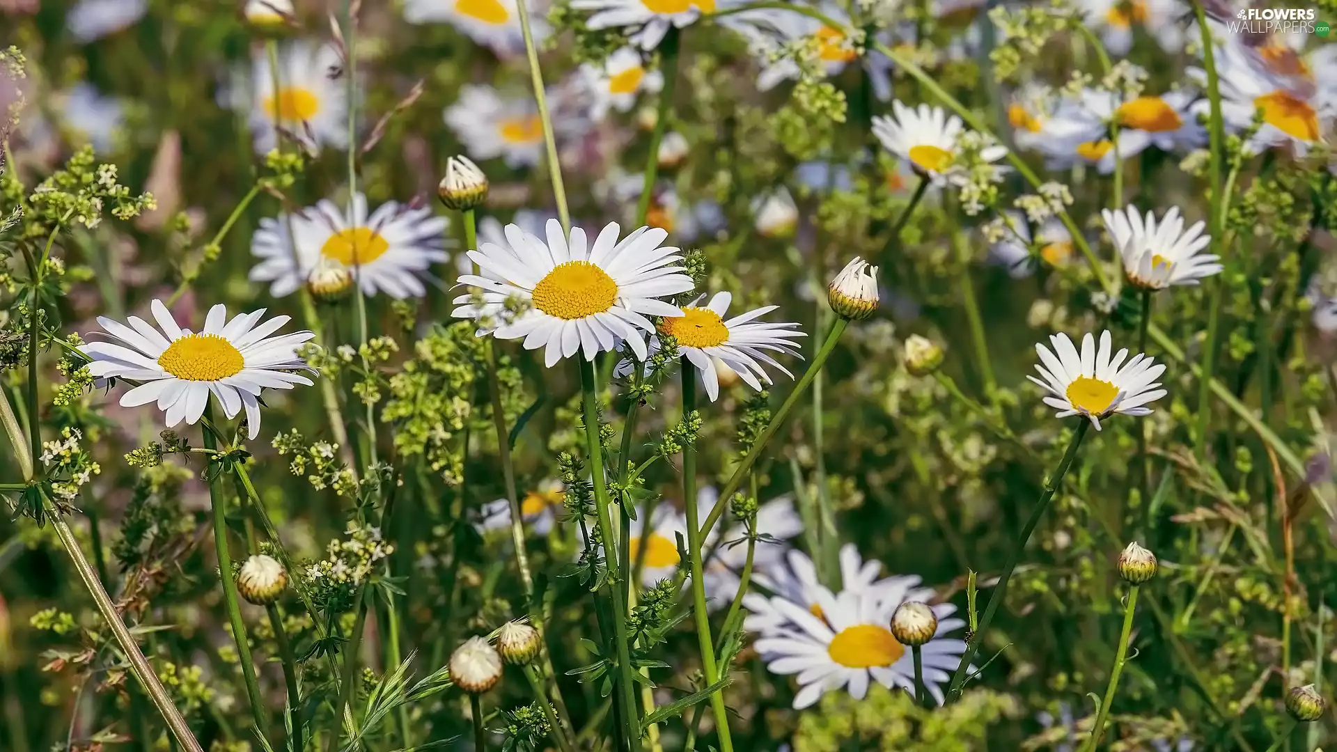 rapprochement, daisies, grass