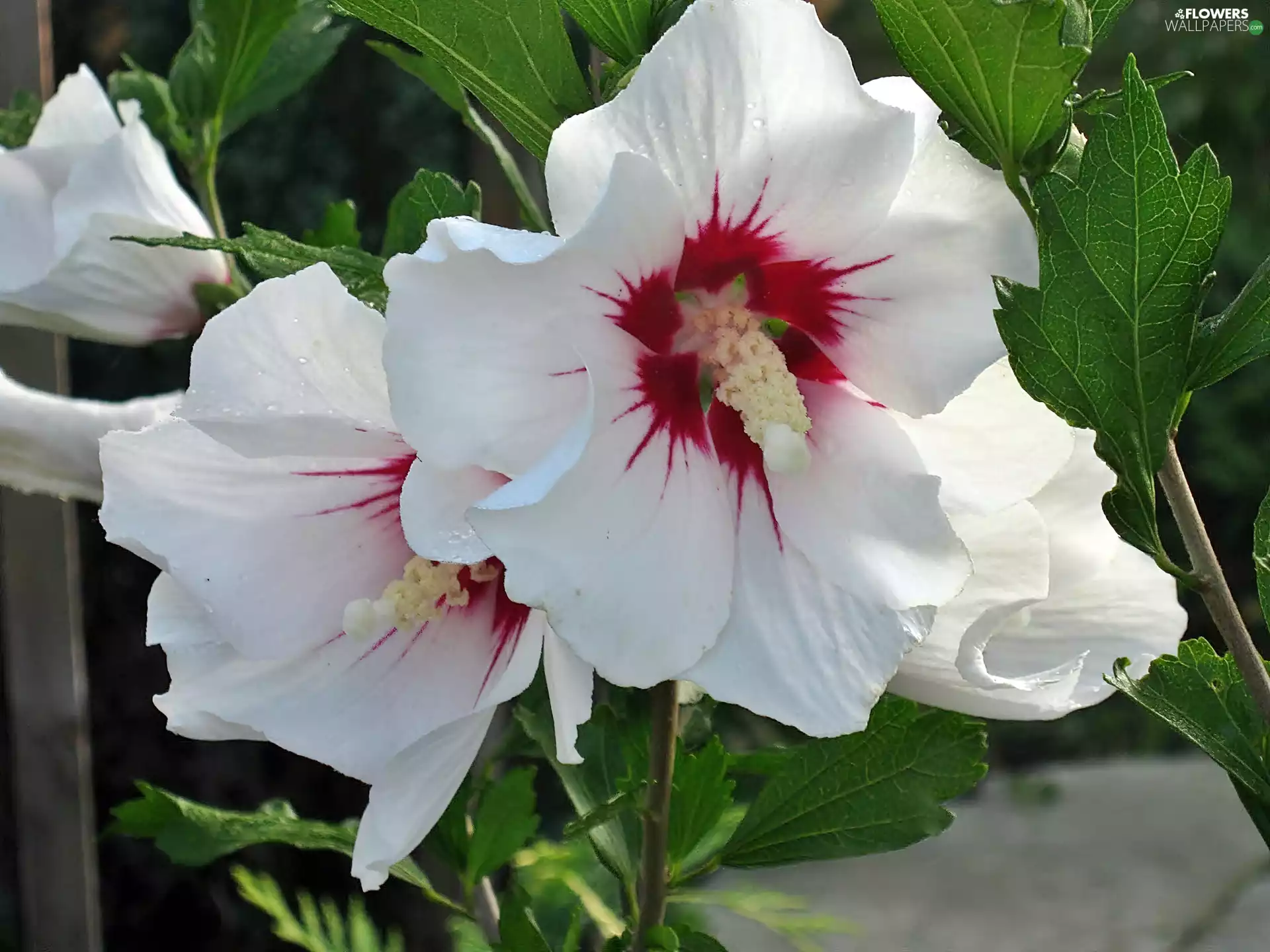 rapprochement, White, hibiskus