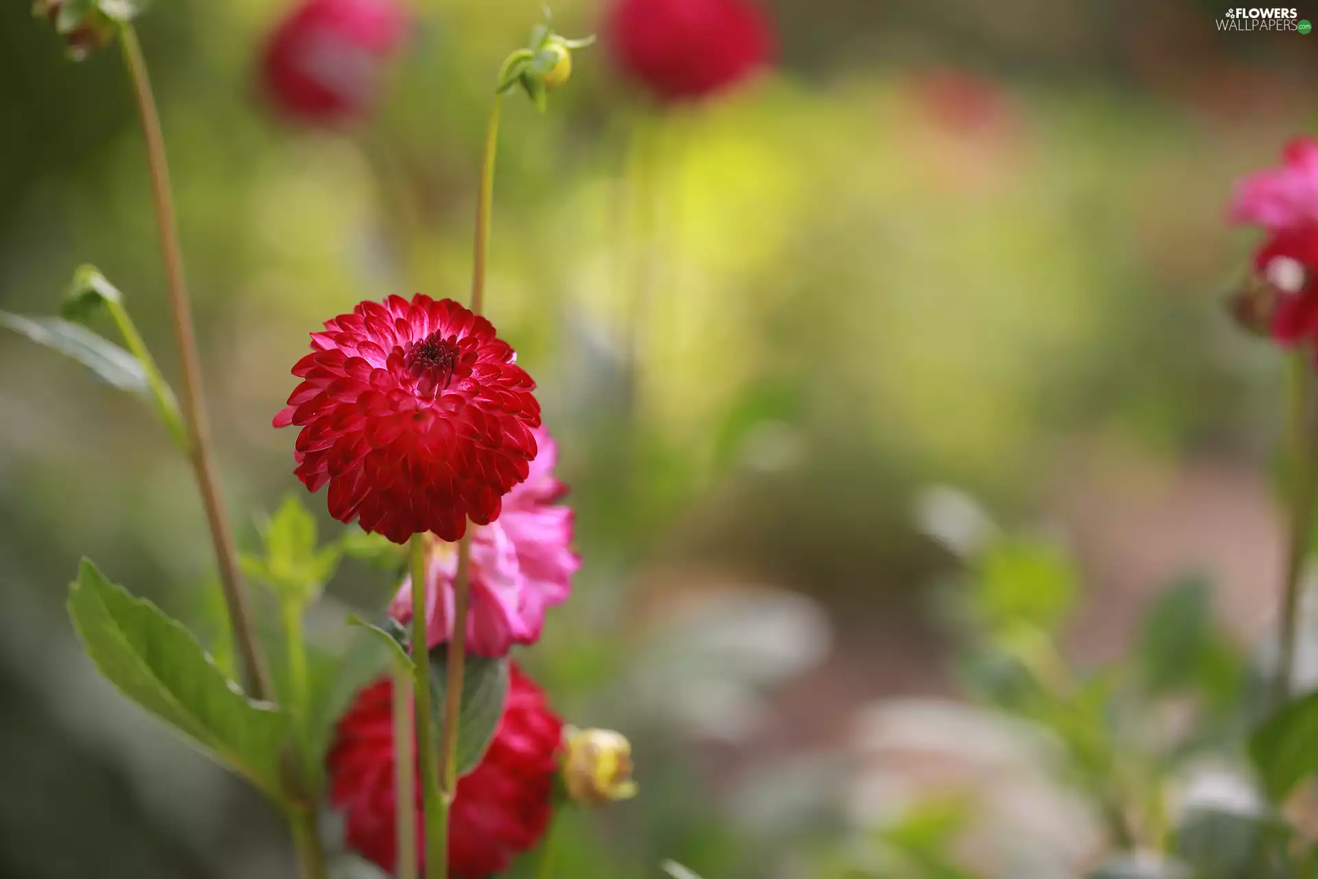 Colourfull Flowers, Dalia, rapprochement, red hot