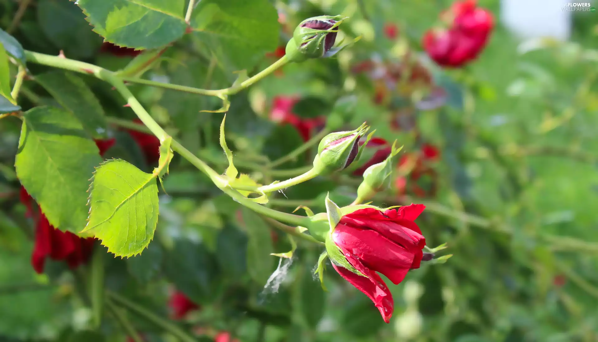Buds, red hot, Leaf, rose, Blooming, twig, rapprochement