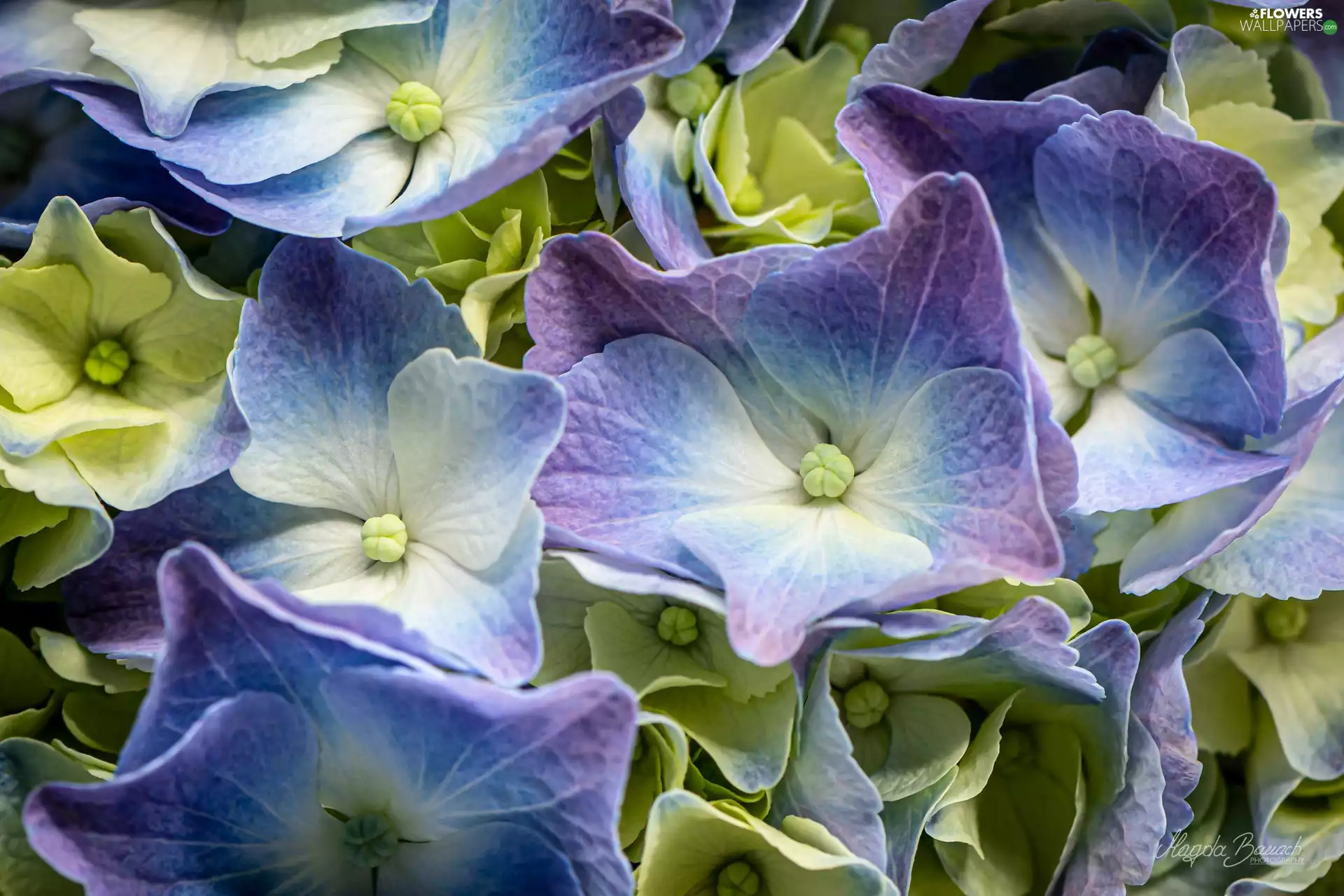 rapprochement, Flowers, hydrangea