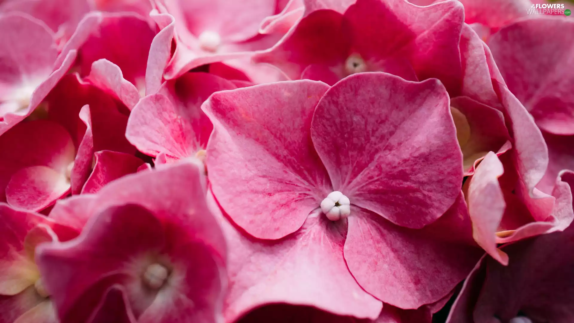 rapprochement, Pink, hydrangea