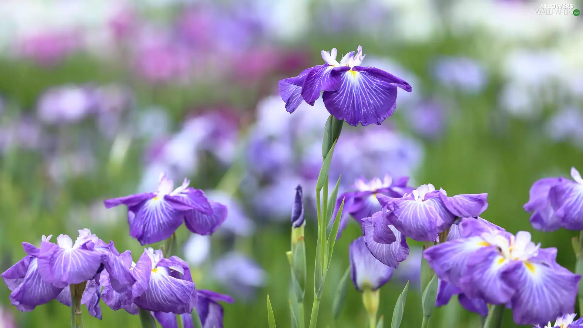 rapprochement, Flowers, Irises