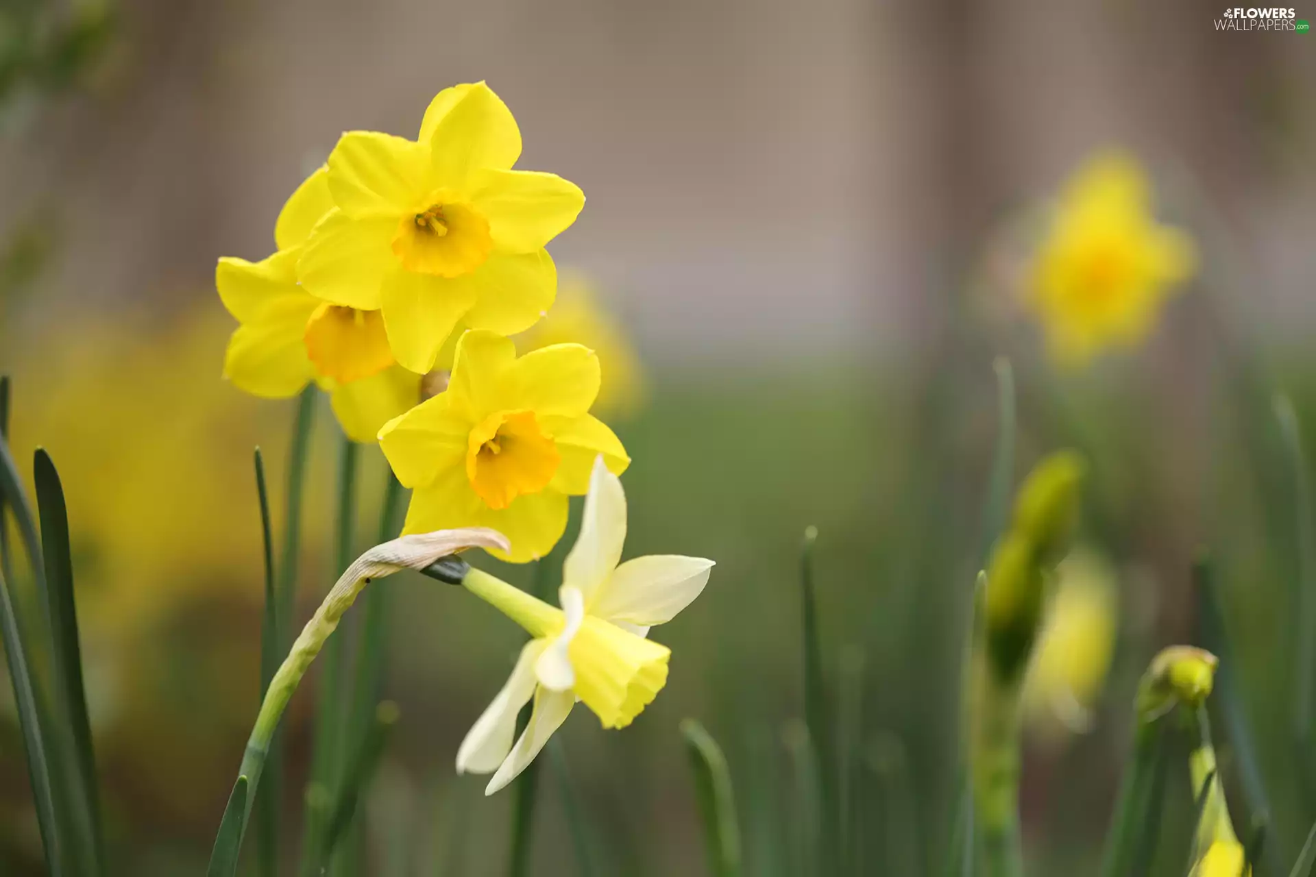 Jonquil, Yellow, Flowers, rapprochement