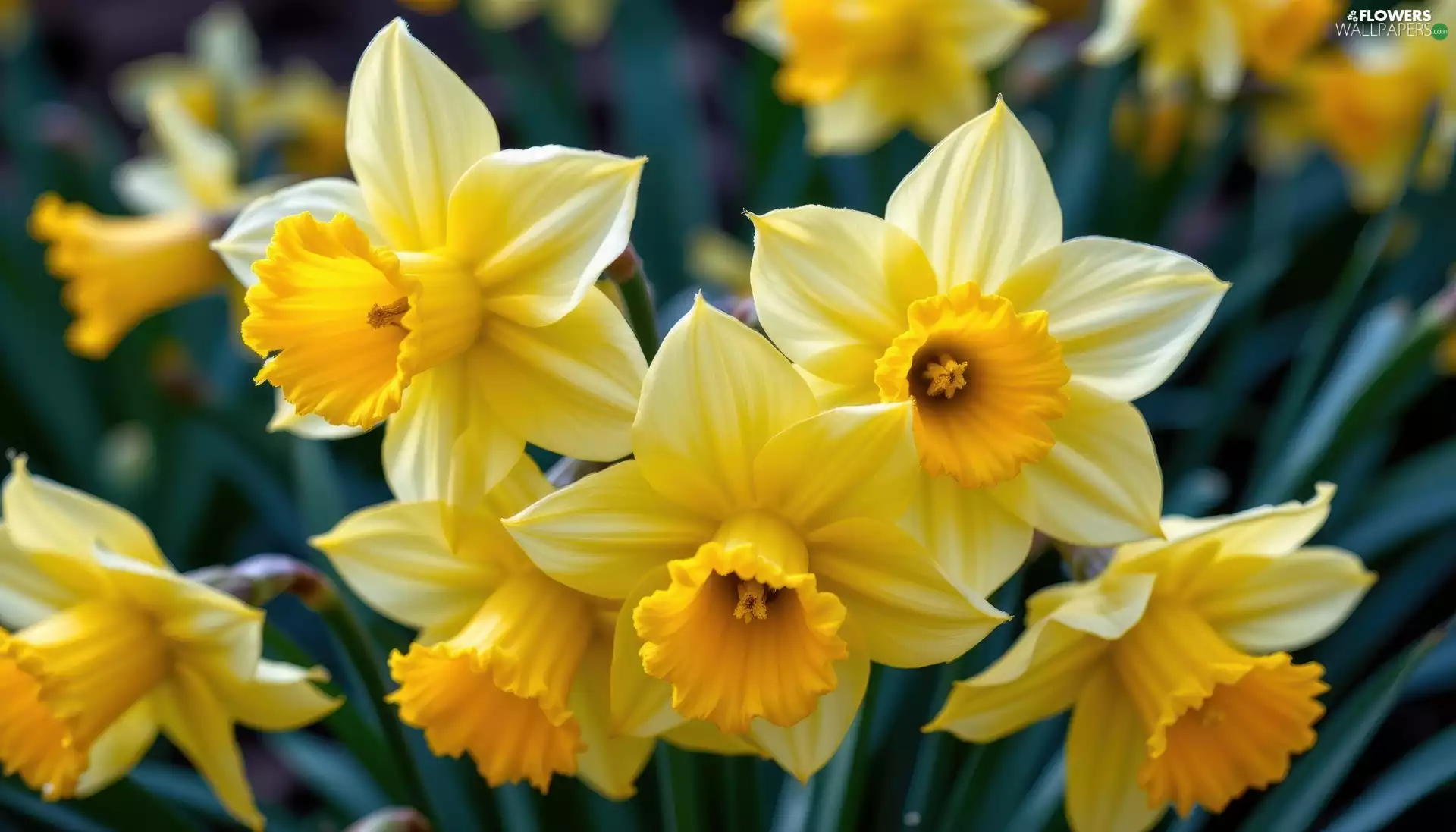 rapprochement, Flowers, Jonquil