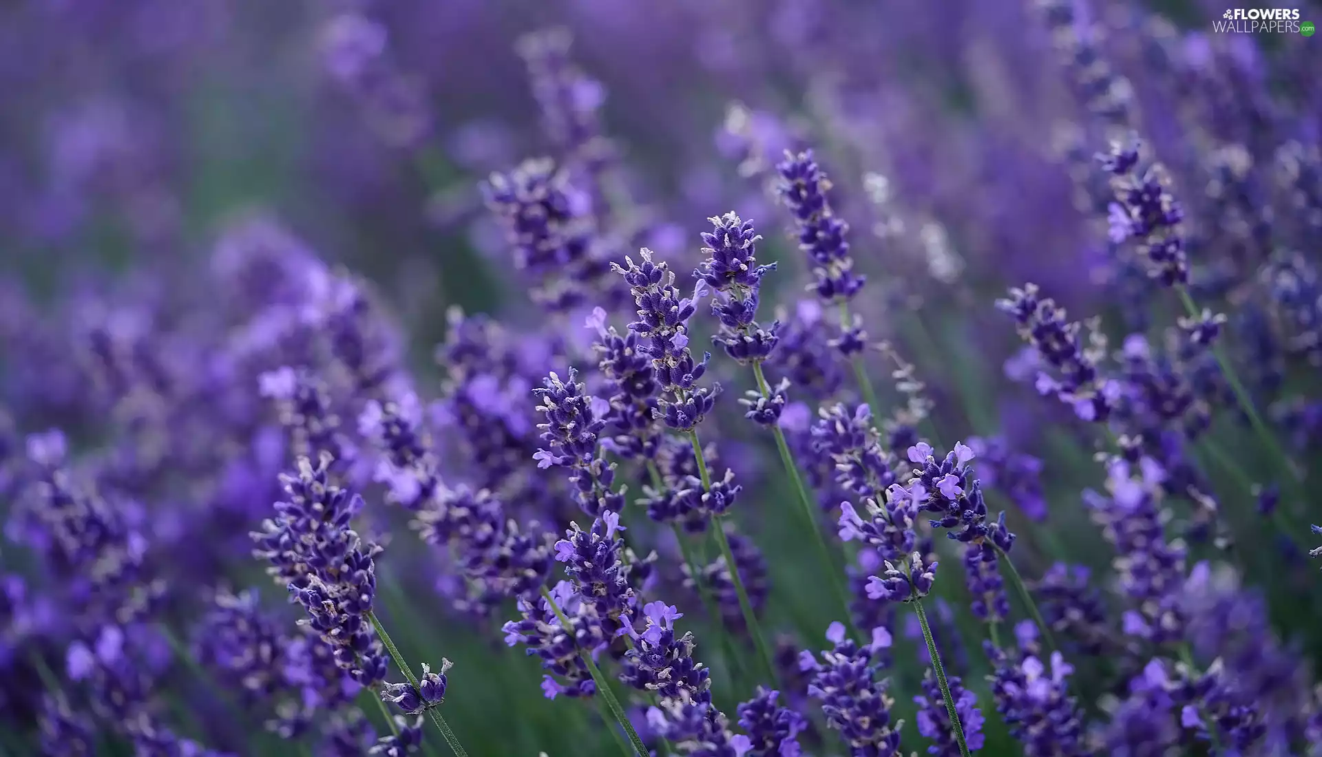 rapprochement, Flowers, lavender