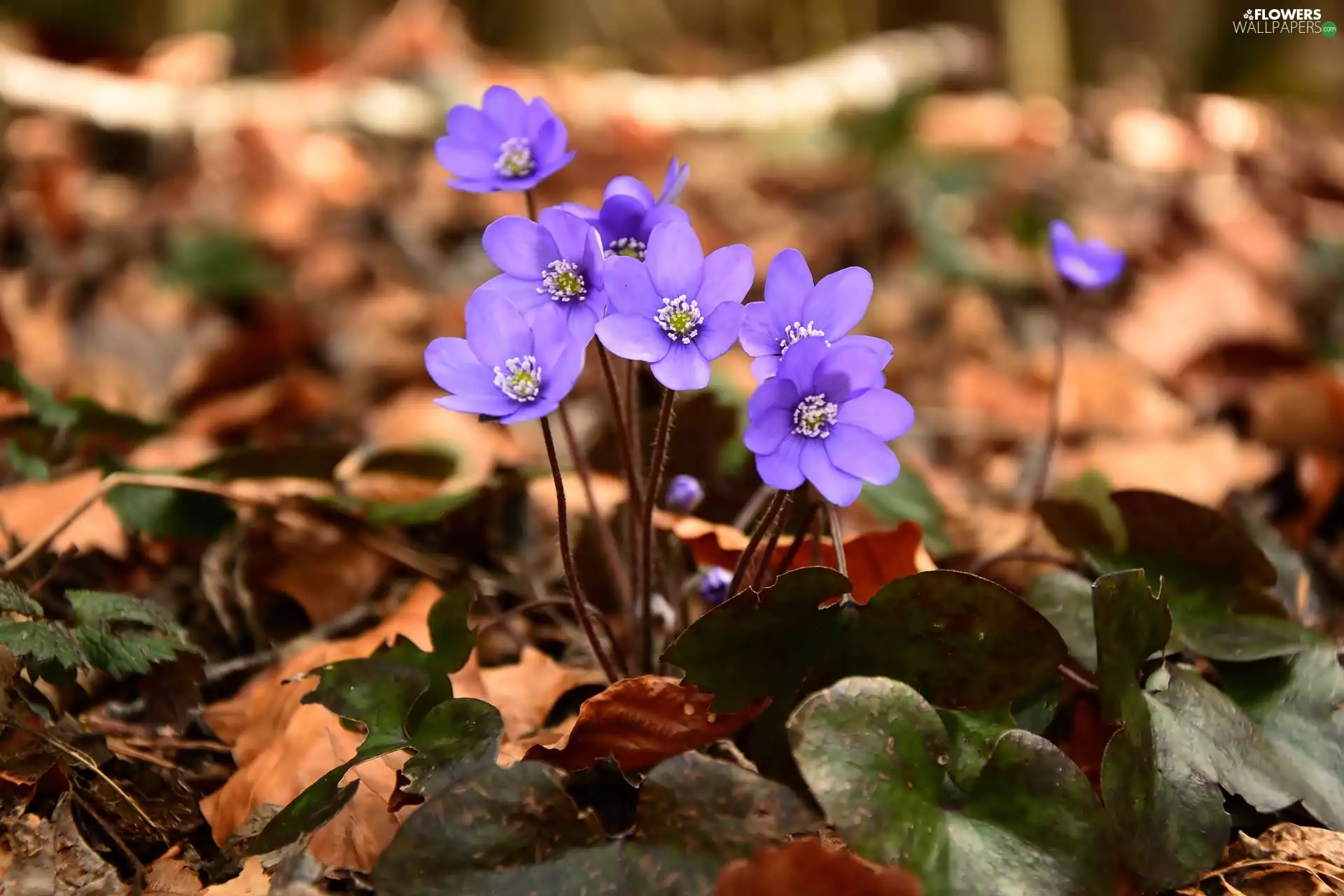 rapprochement, Hepatica, Leaf