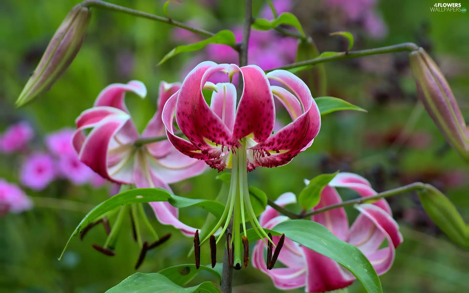 rapprochement, Flowers, Lily