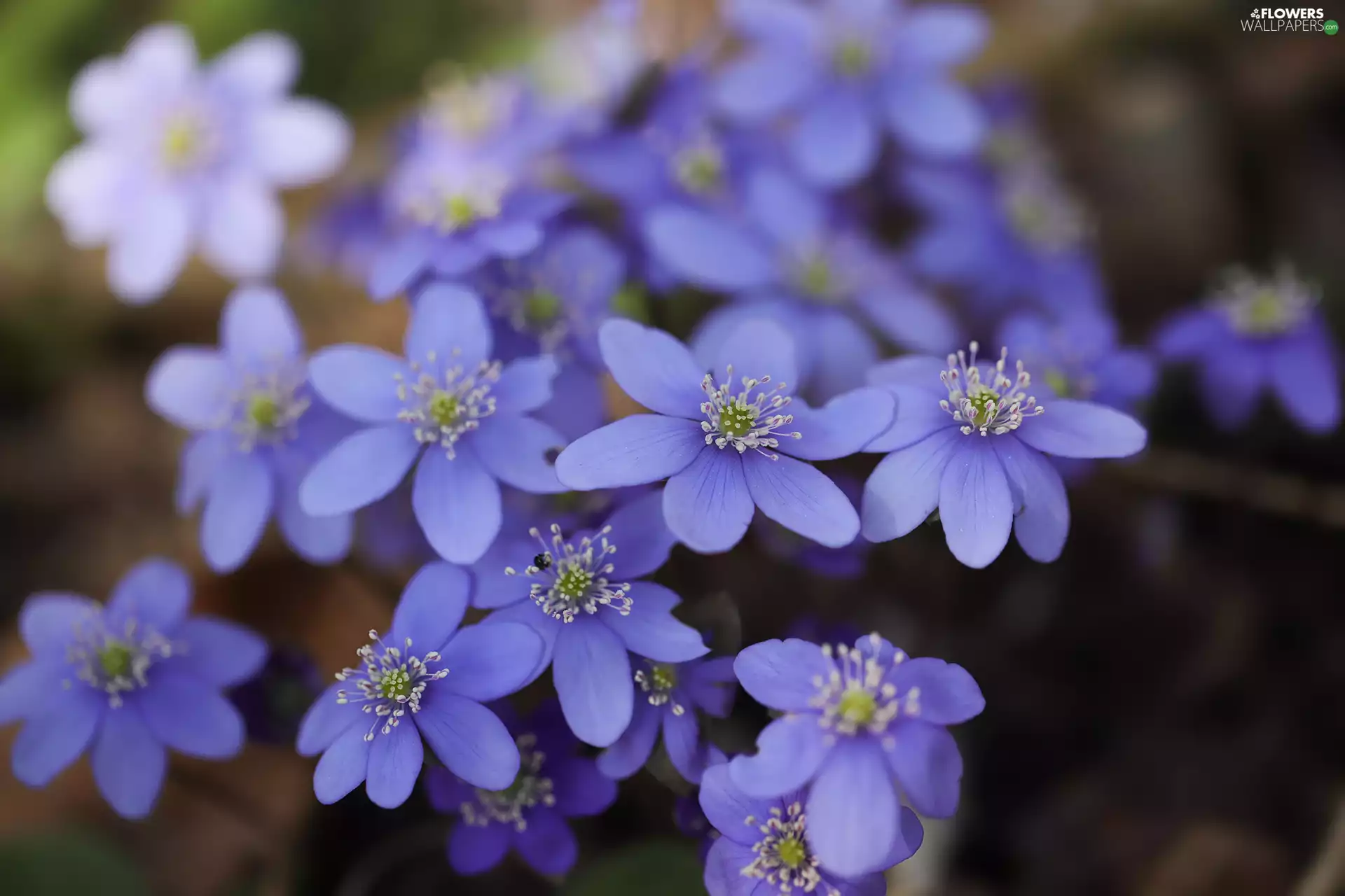 Liverworts, lilac, Flowers, rapprochement