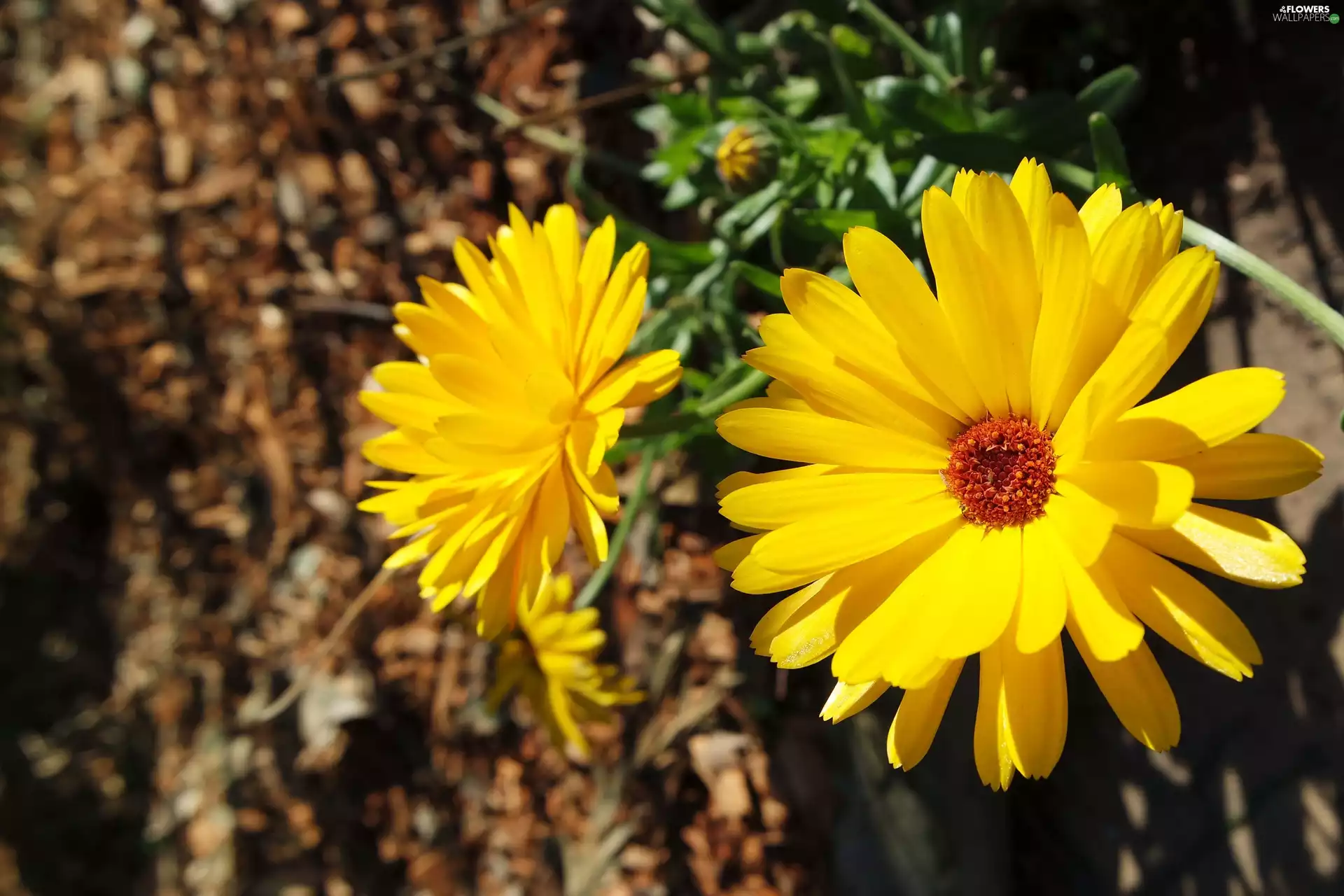 rapprochement, Flowers, Marigolds