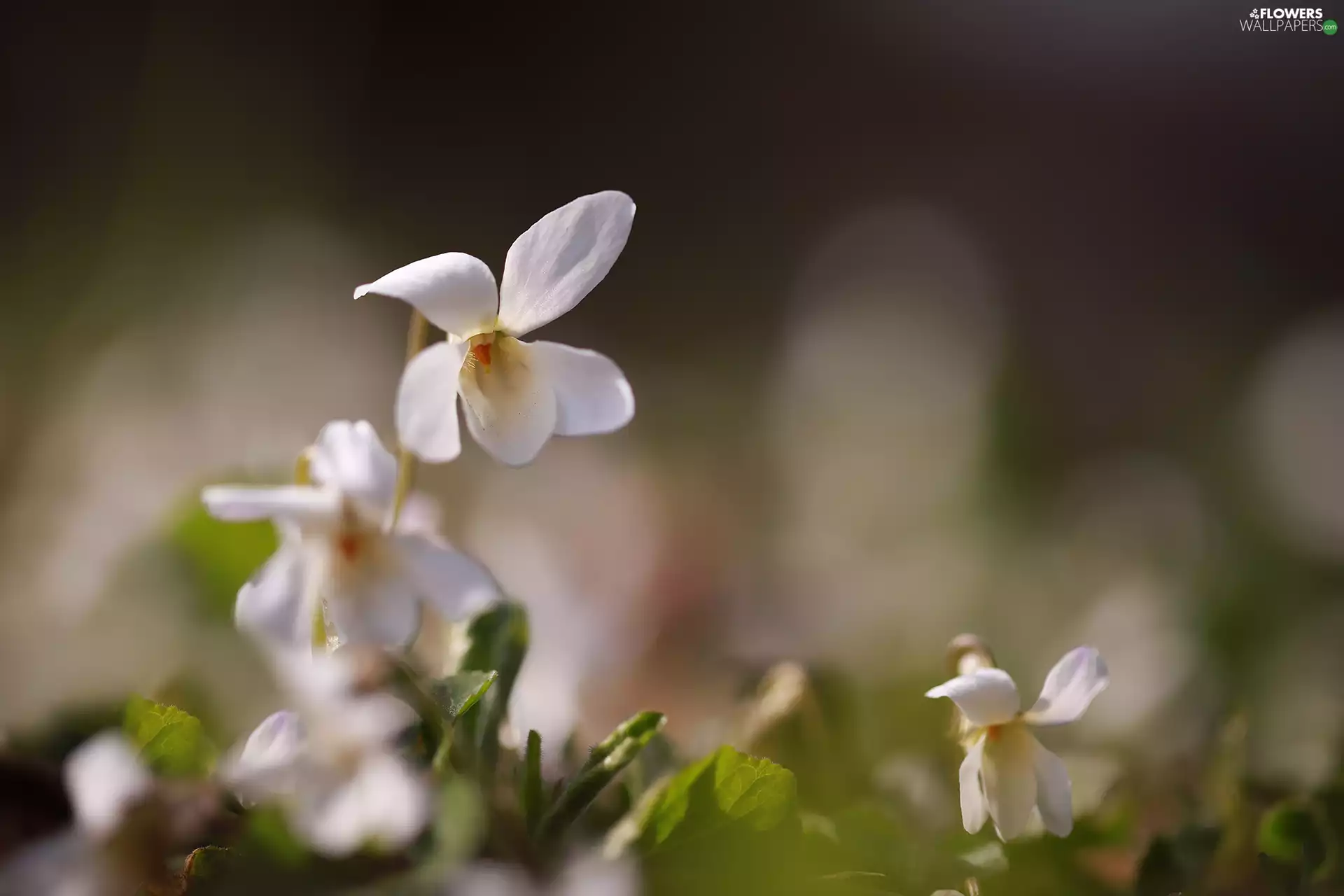 White, Colourfull Flowers, rapprochement, Viola odorata