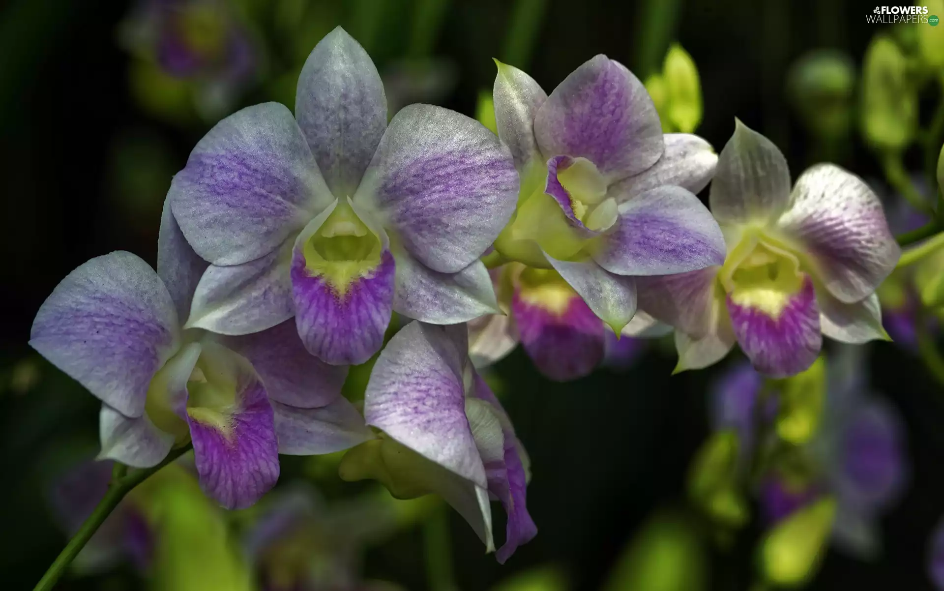 rapprochement, Flowers, orchid