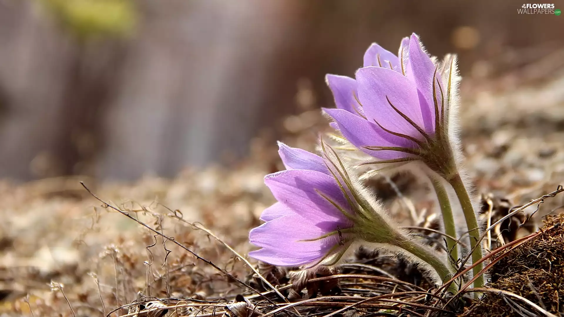 rapprochement, flourishing, pasque