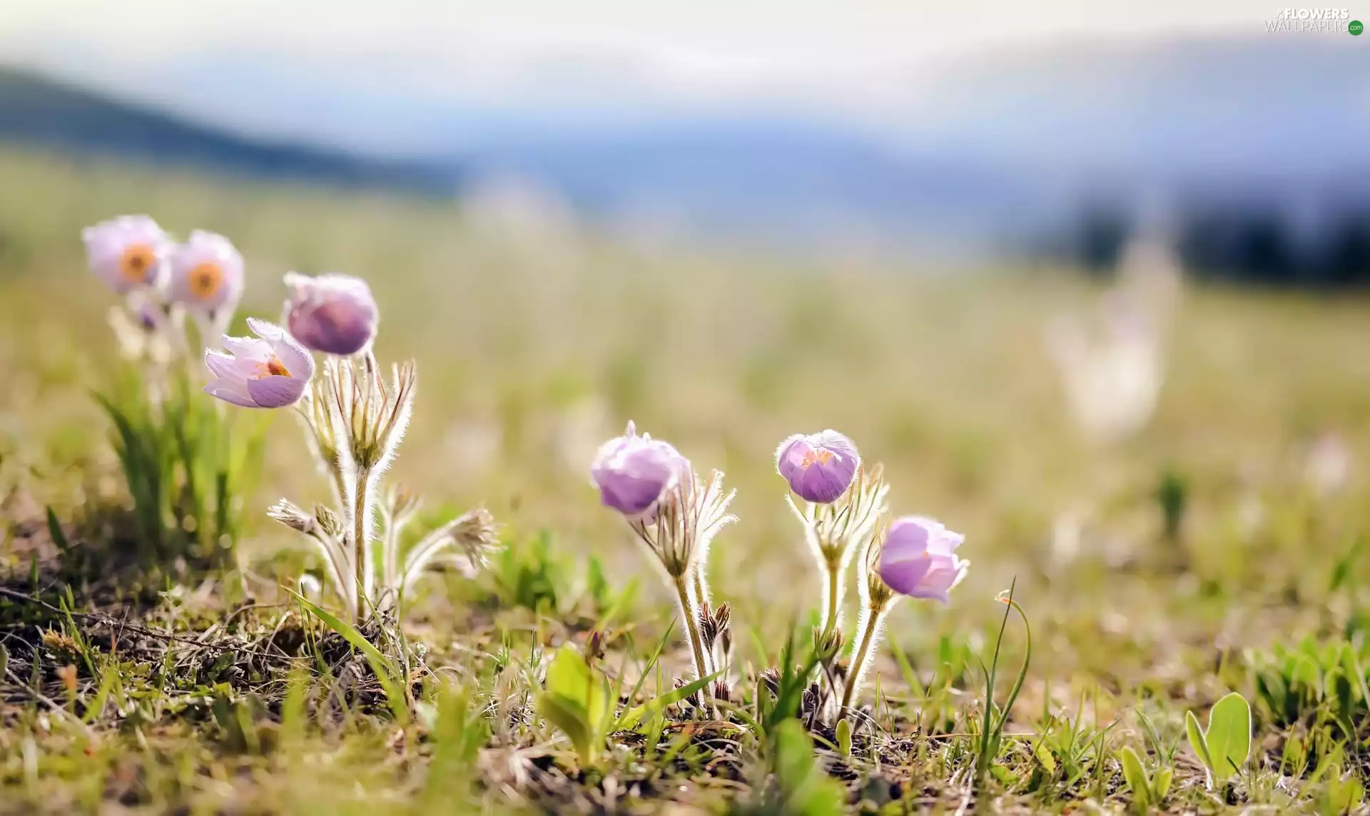 rapprochement, Flowers, pasque