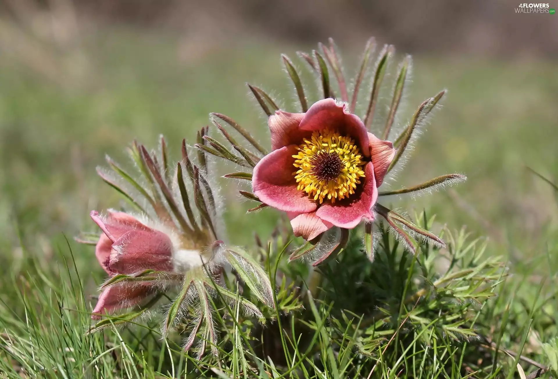 rapprochement, Two, pasque