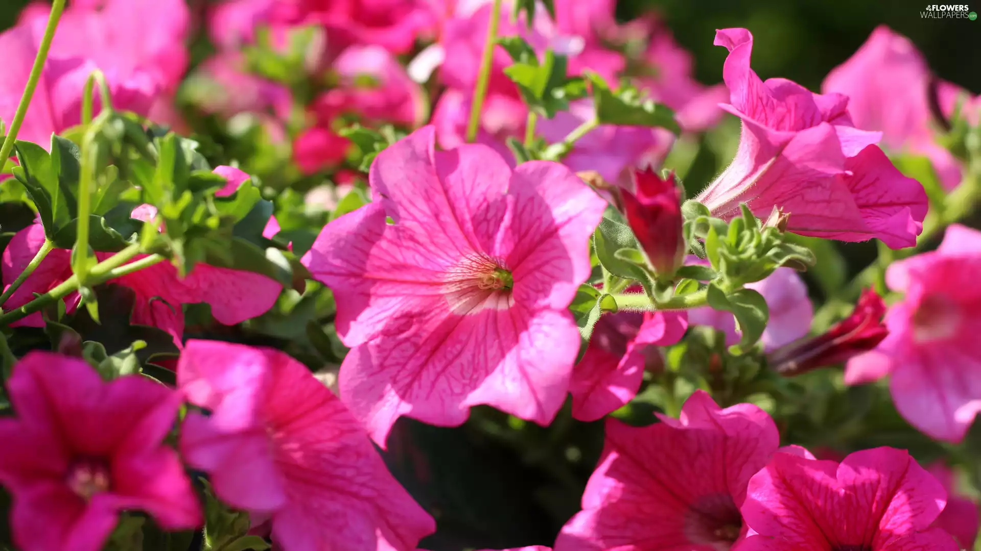 rapprochement, Pink, petunias