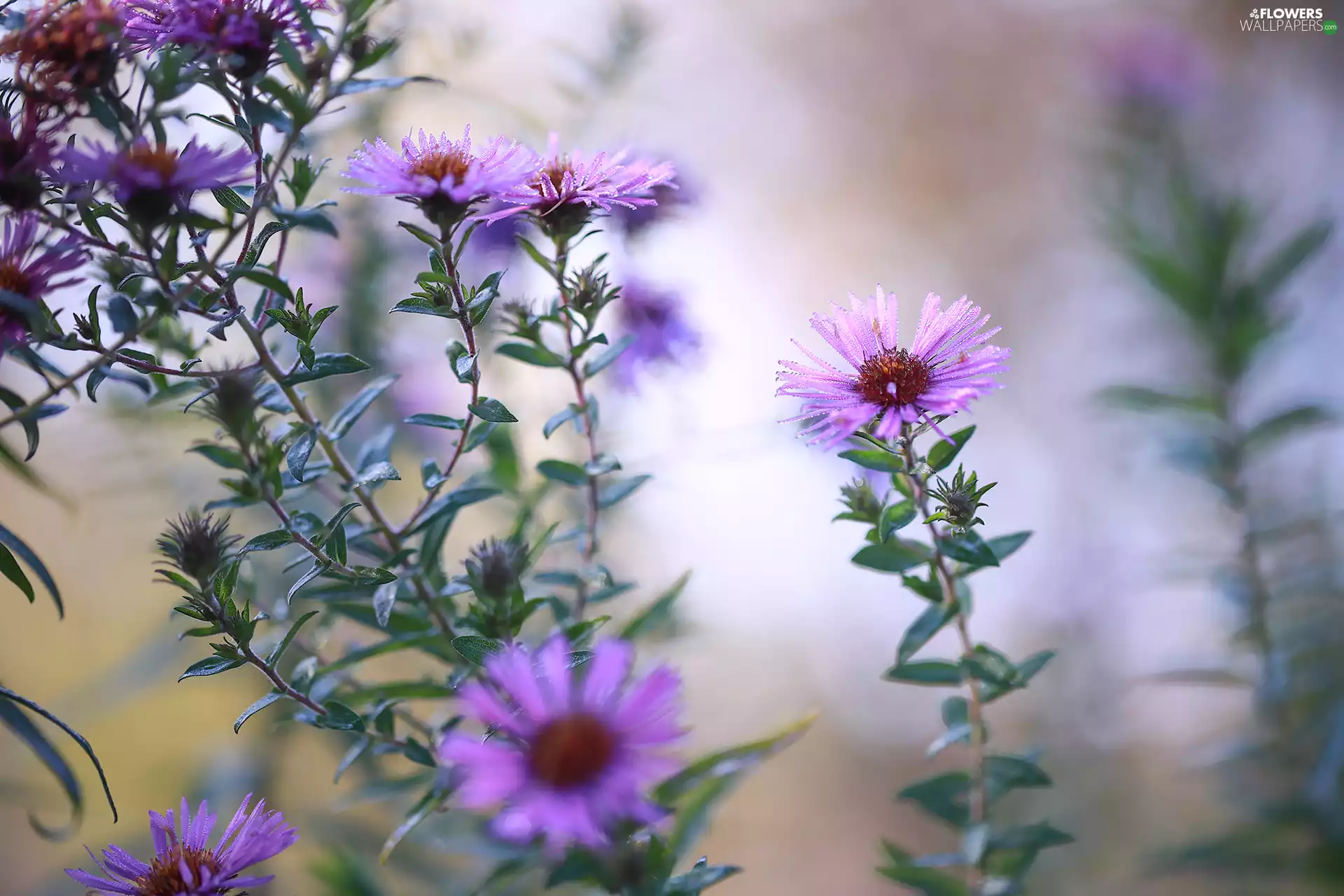 Flowers, rapprochement, Pink, dewy, Astra