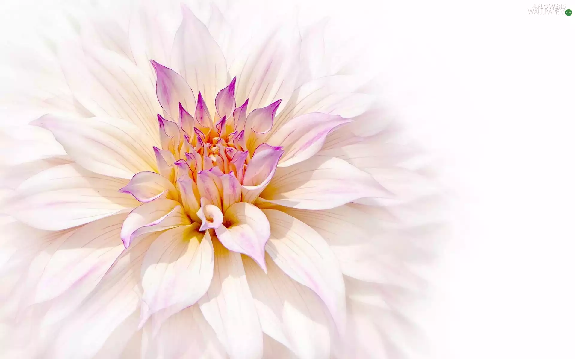 Colourfull Flowers, Dalia, rapprochement, Light pink