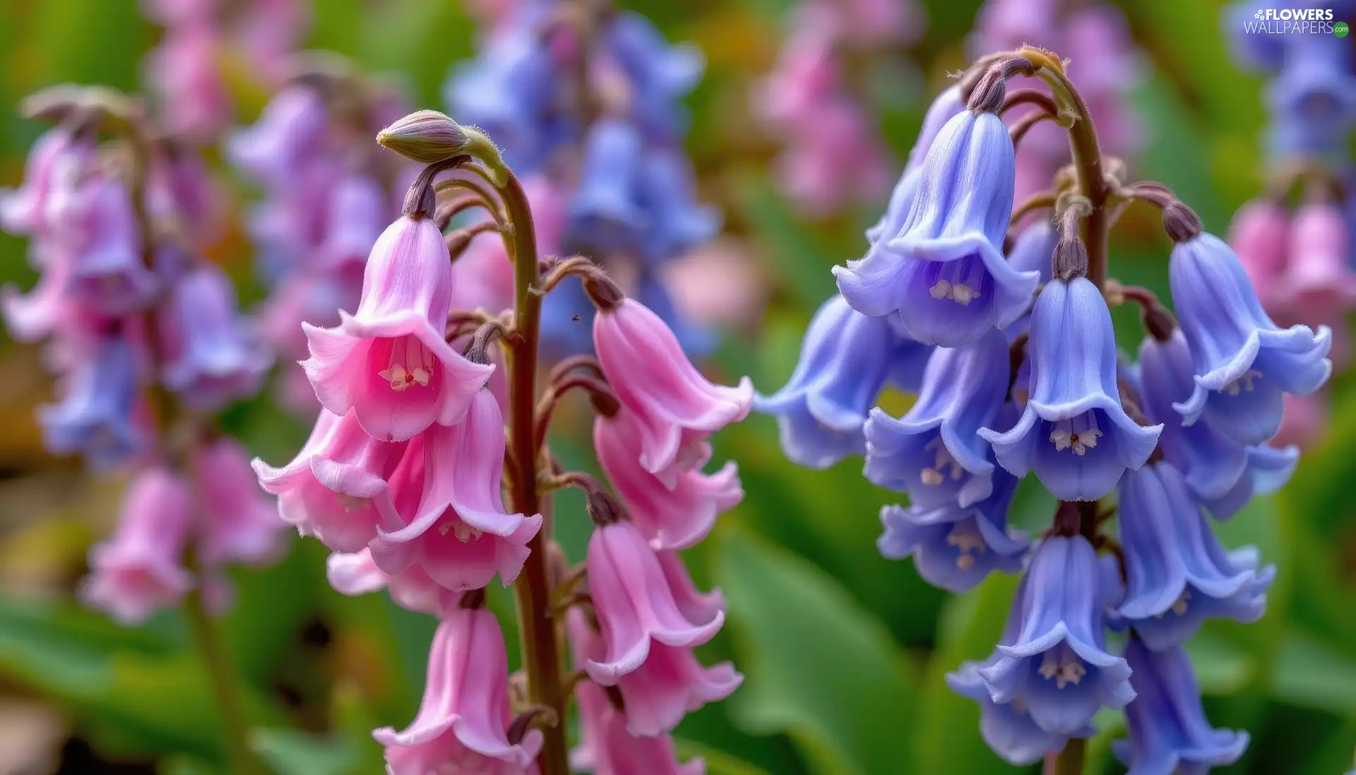 ringtones, rapprochement, Pink, Blue, Flowers