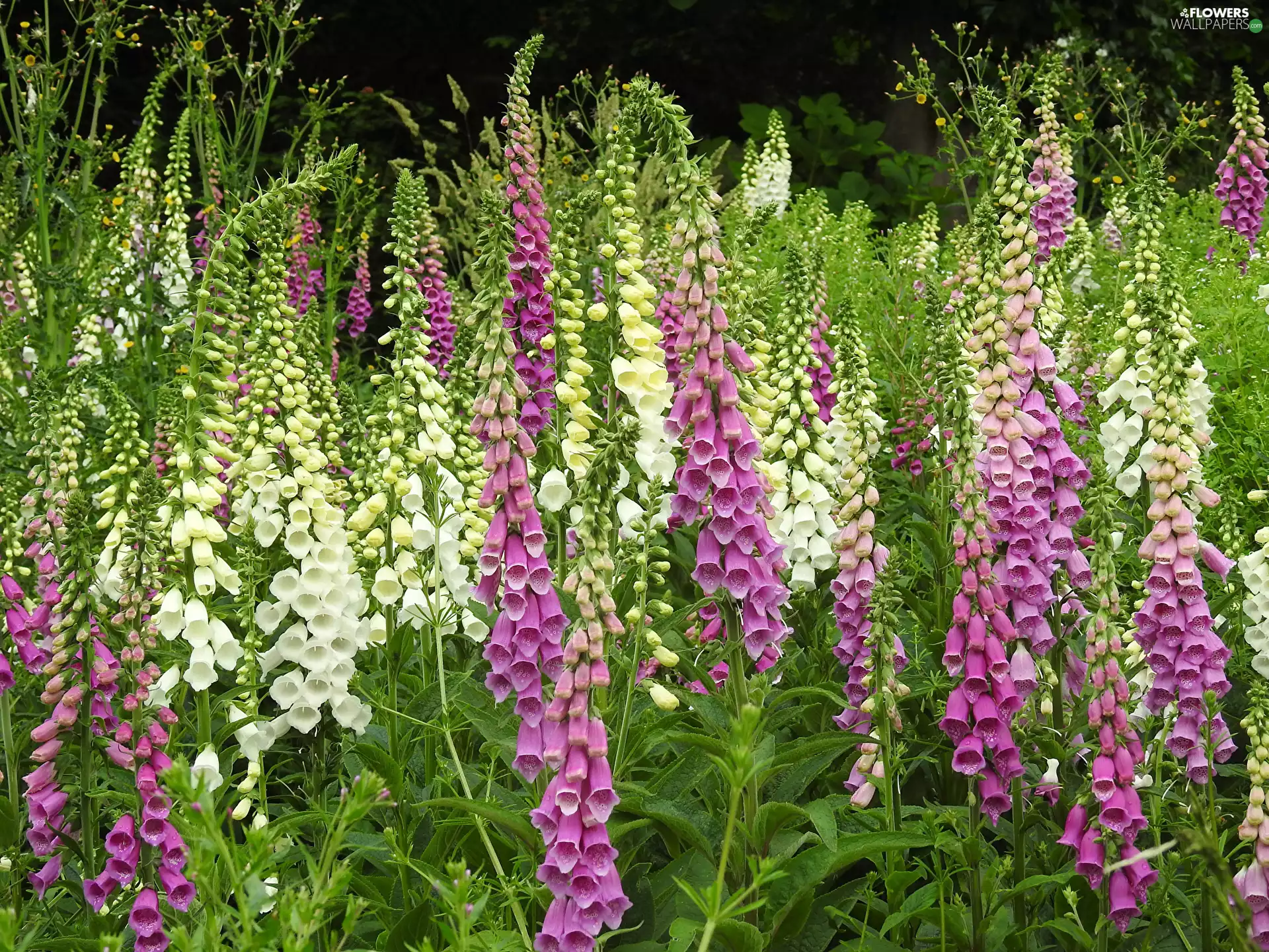 Flowers, rapprochement, Pink, Foxglove, White