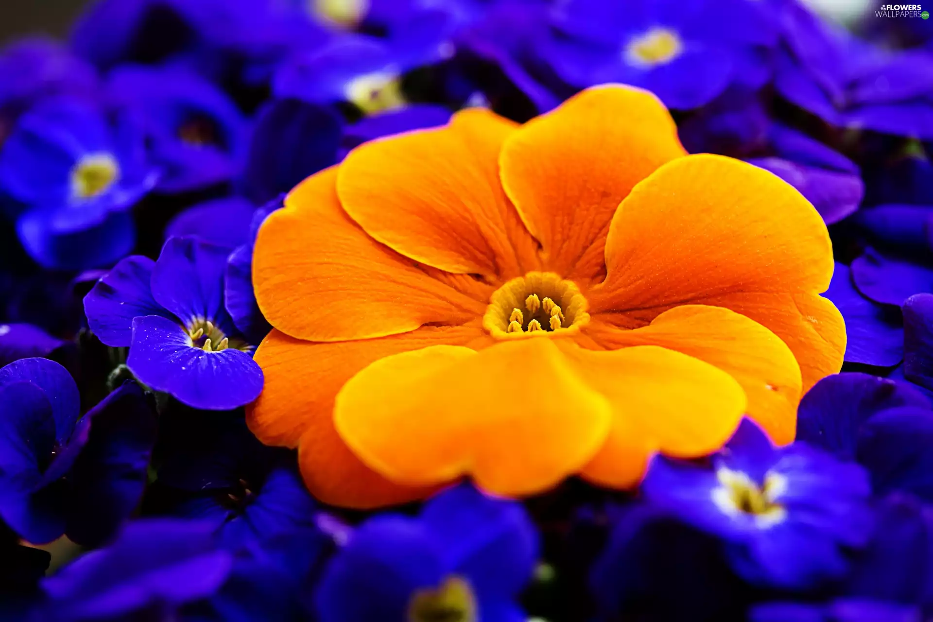 Orange, rapprochement, primrose, primrose, Flowers