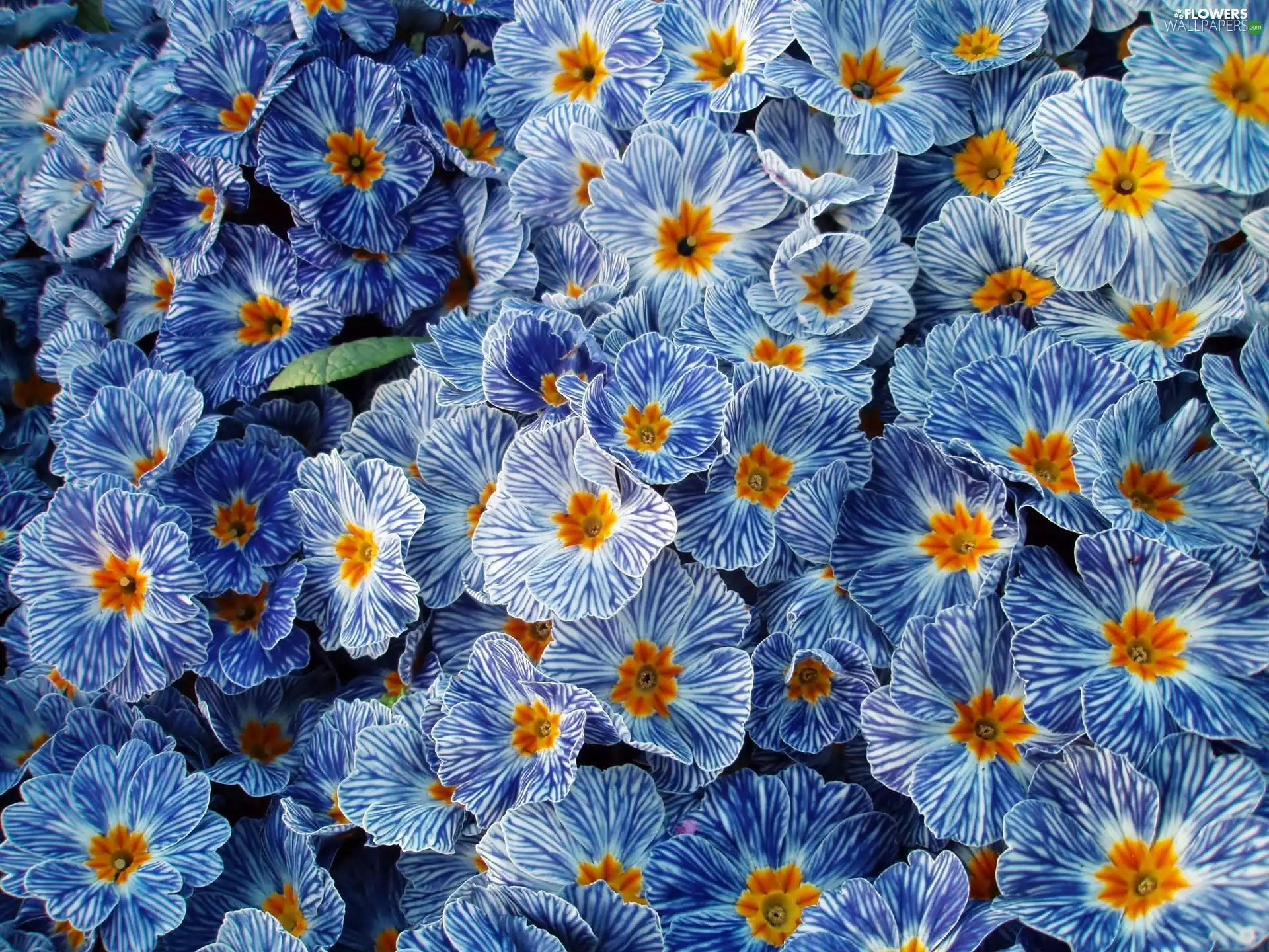 rapprochement, Blue, primroses