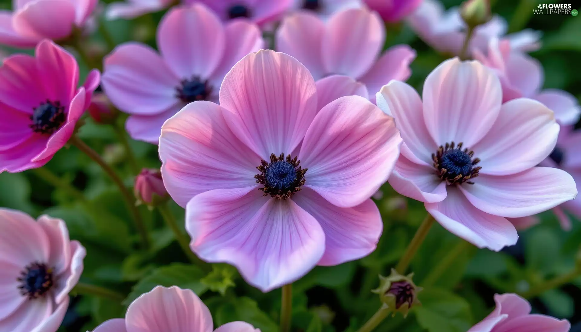 Flowers, rapprochement, purple, Pink, Anemones