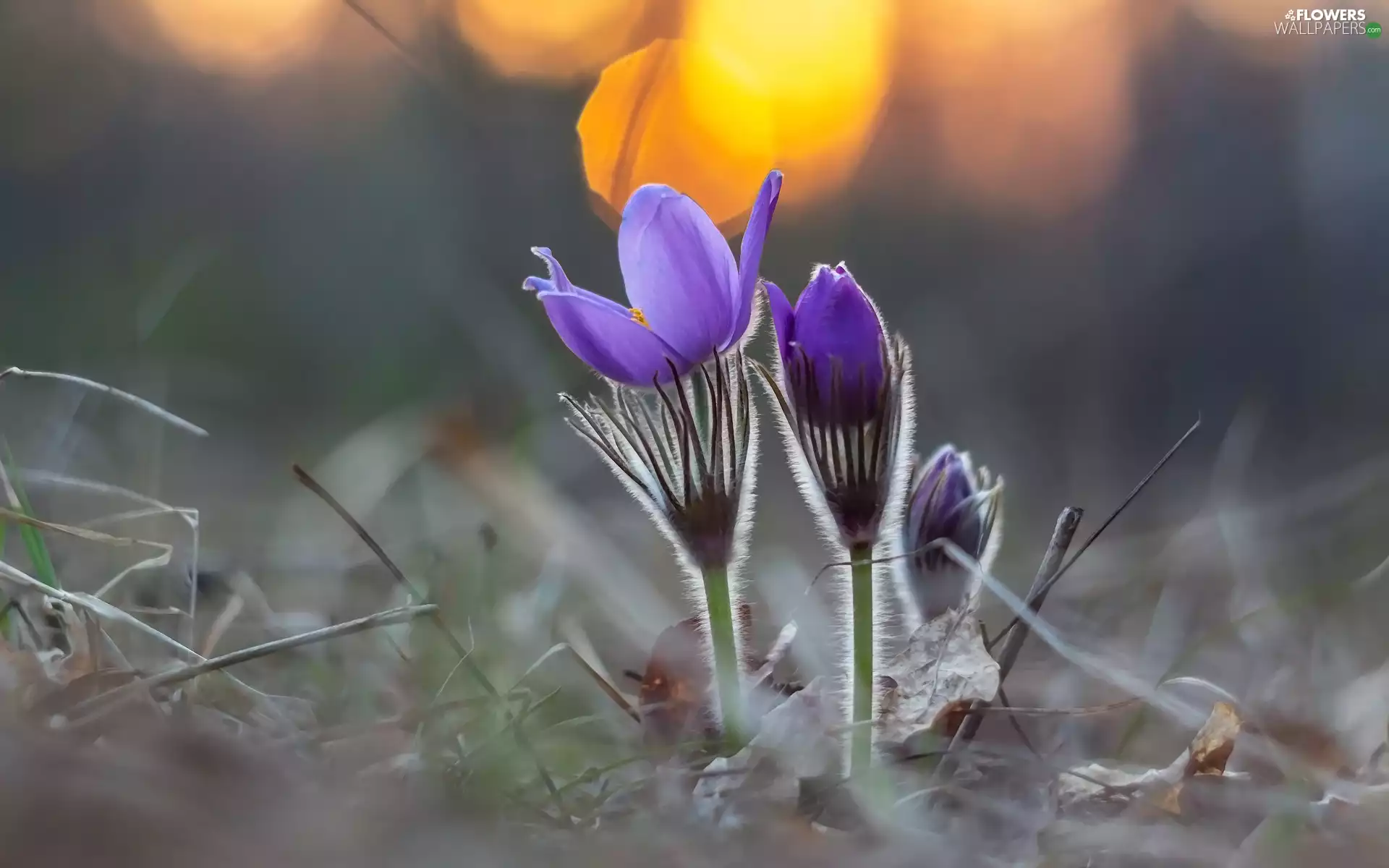 Buds, rapprochement, purple, pasque, Flowers