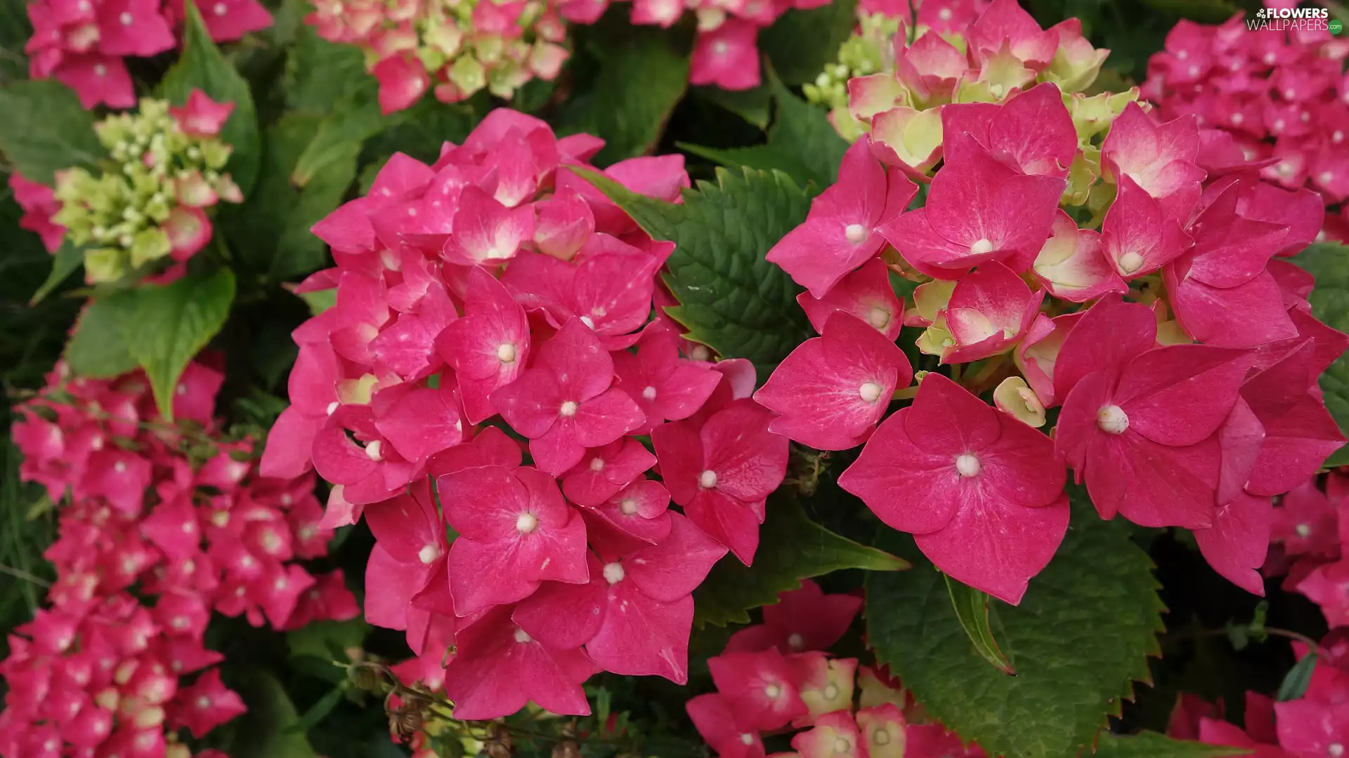 Leaf, rapprochement, Red, hydrangeas, Flowers