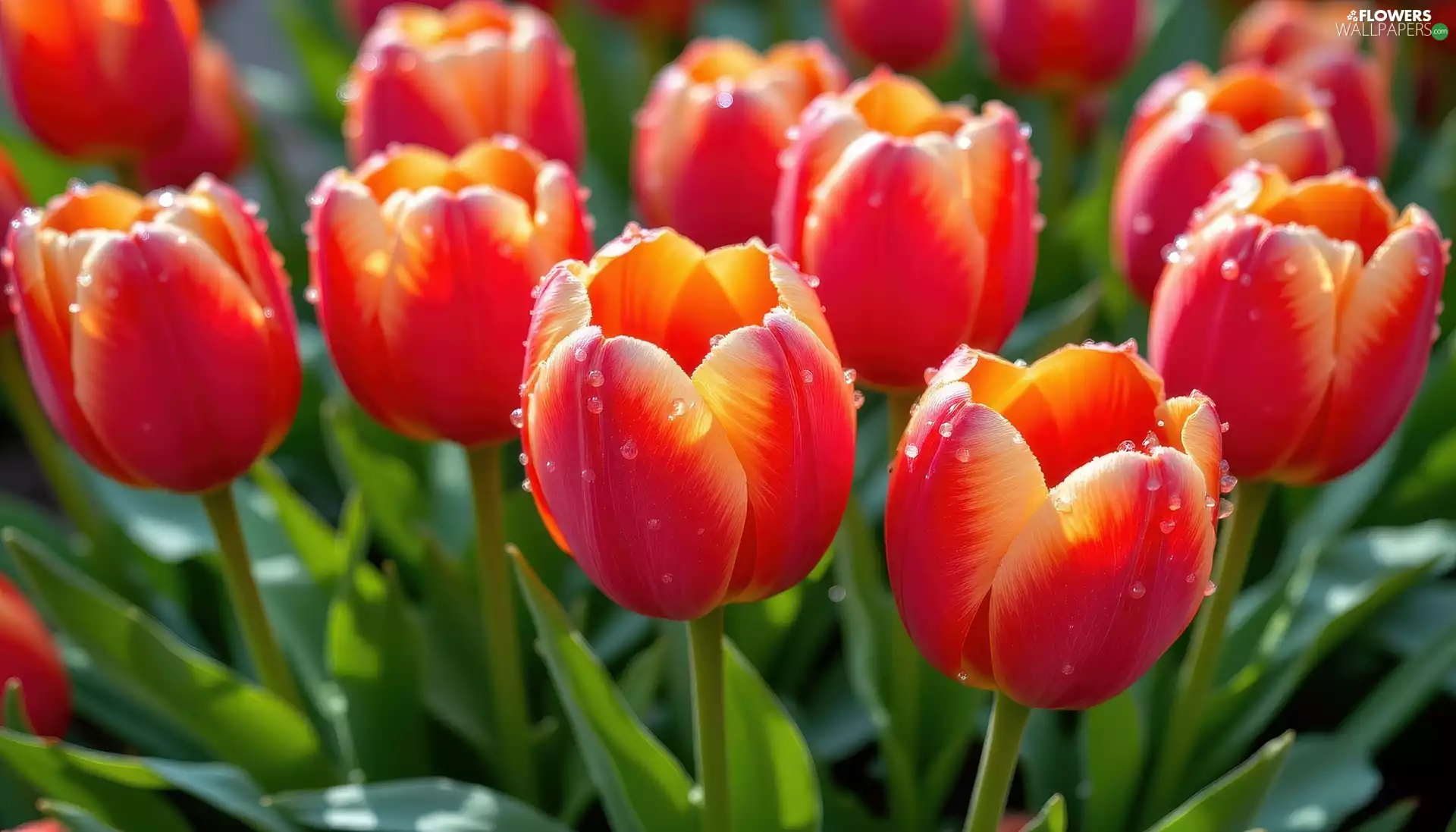 Flowers, Tulips, leaves, rapprochement, drops, Red