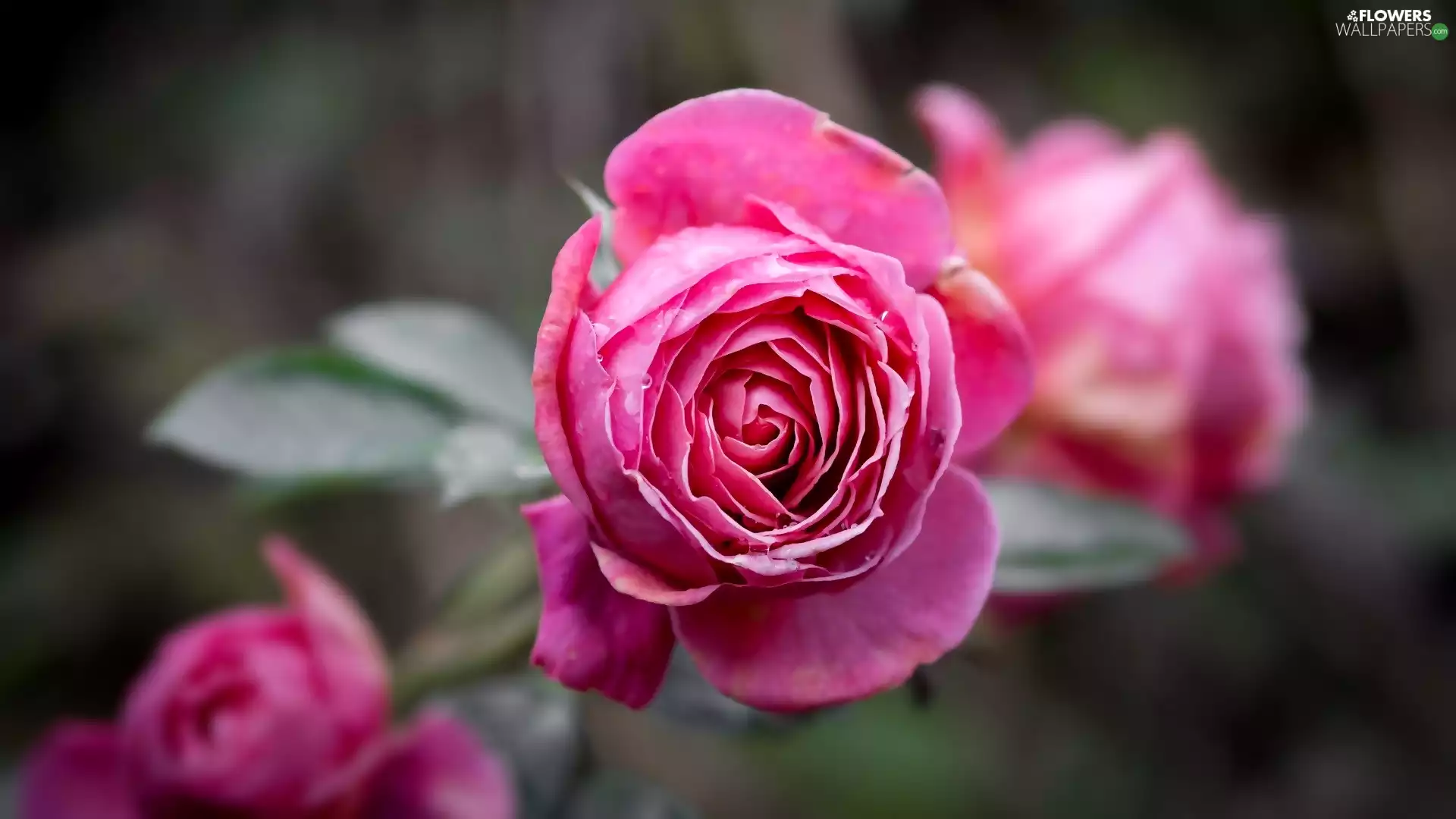 rapprochement, Pink, rose