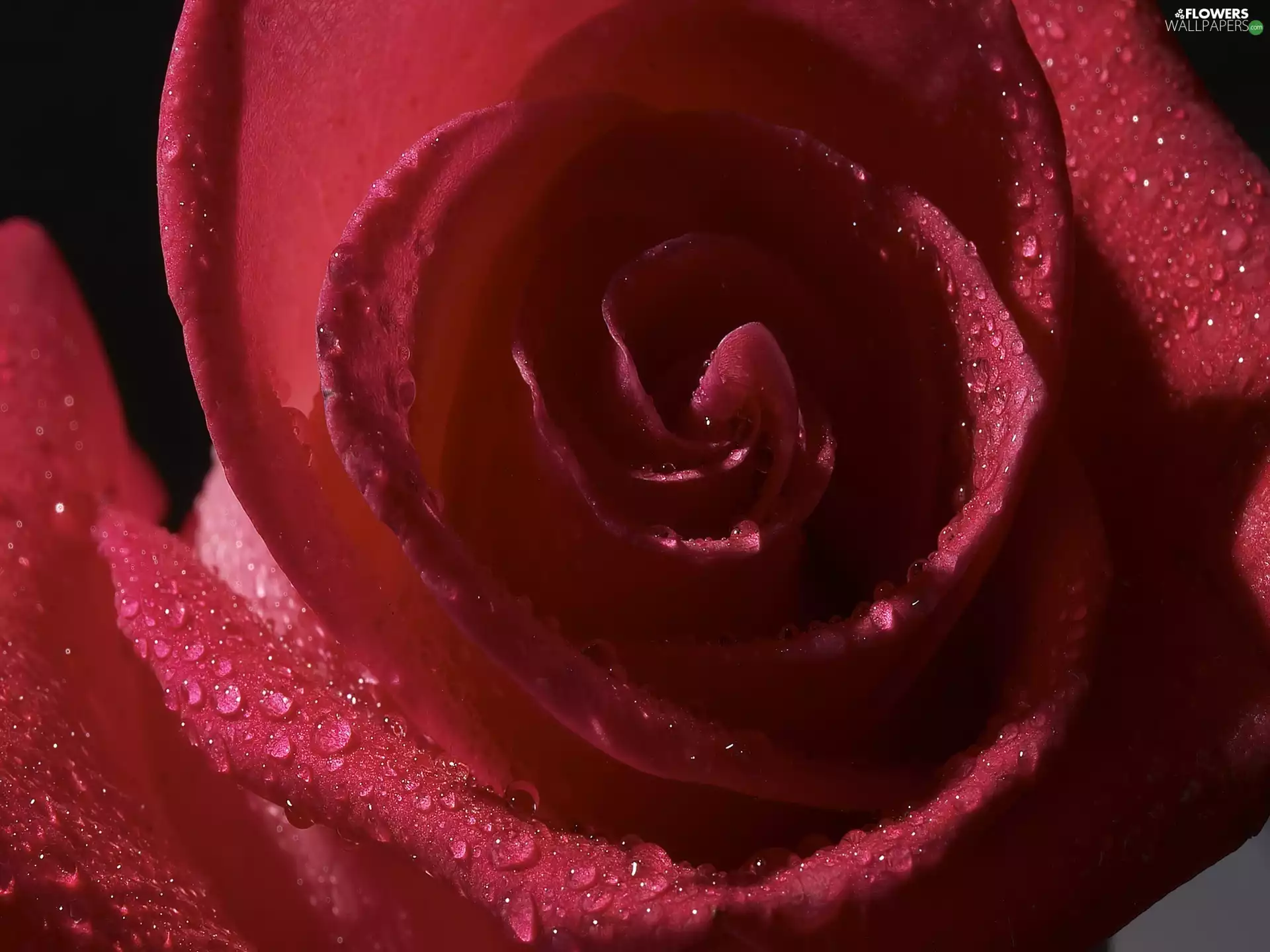 rapprochement, Purple, rose