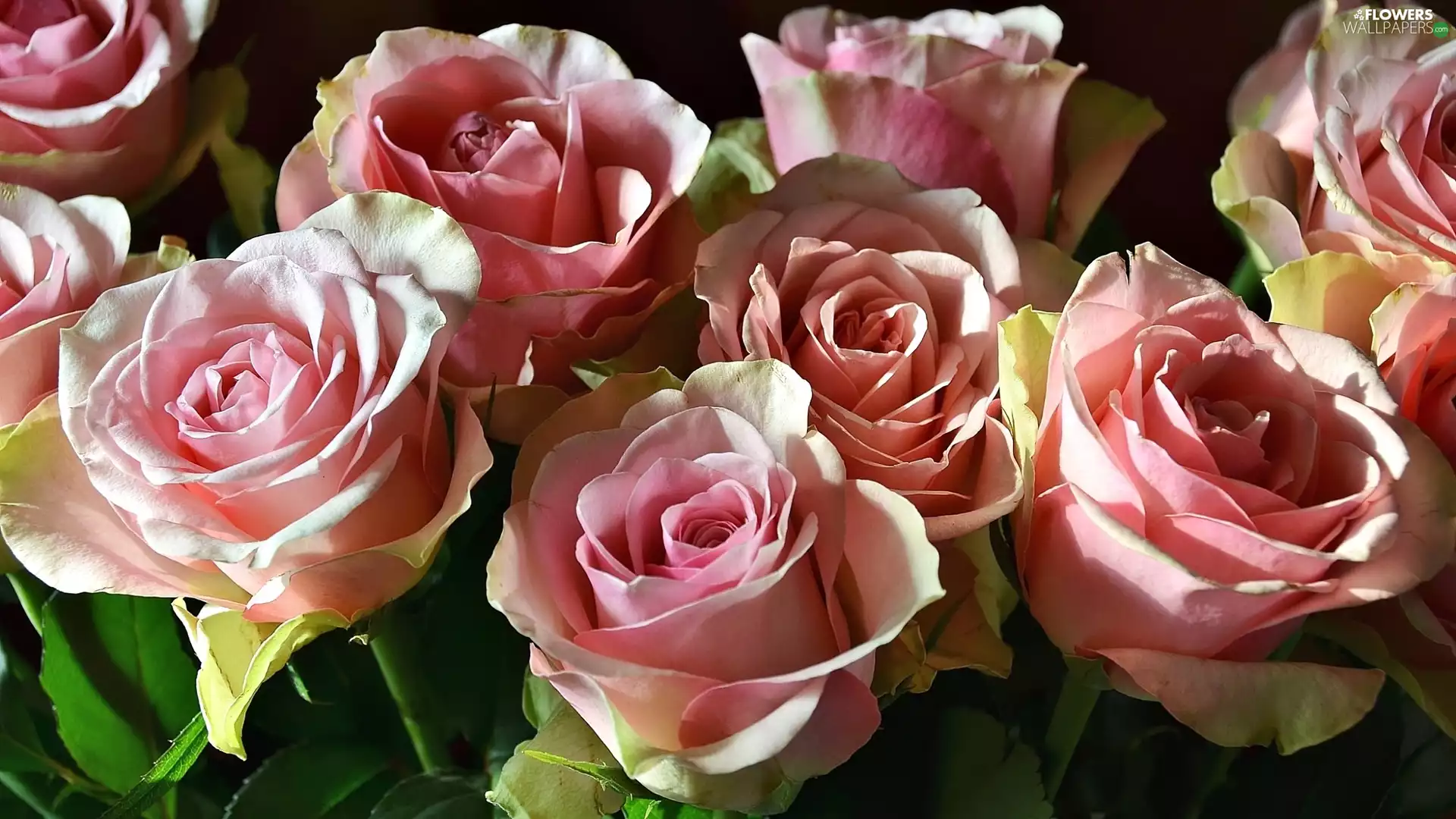 rapprochement, Pink, roses