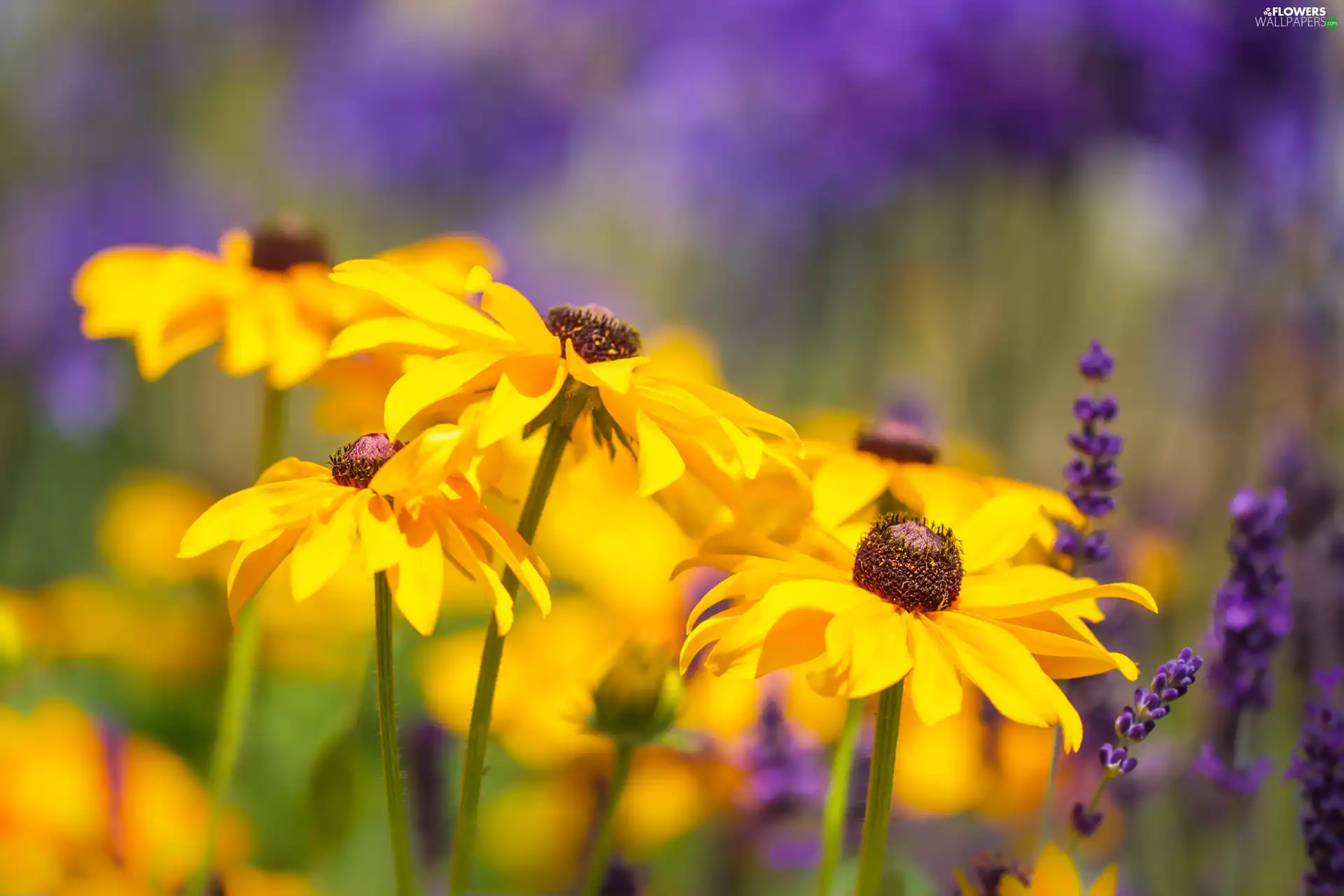 rapprochement, Flowers, Rudbeckia