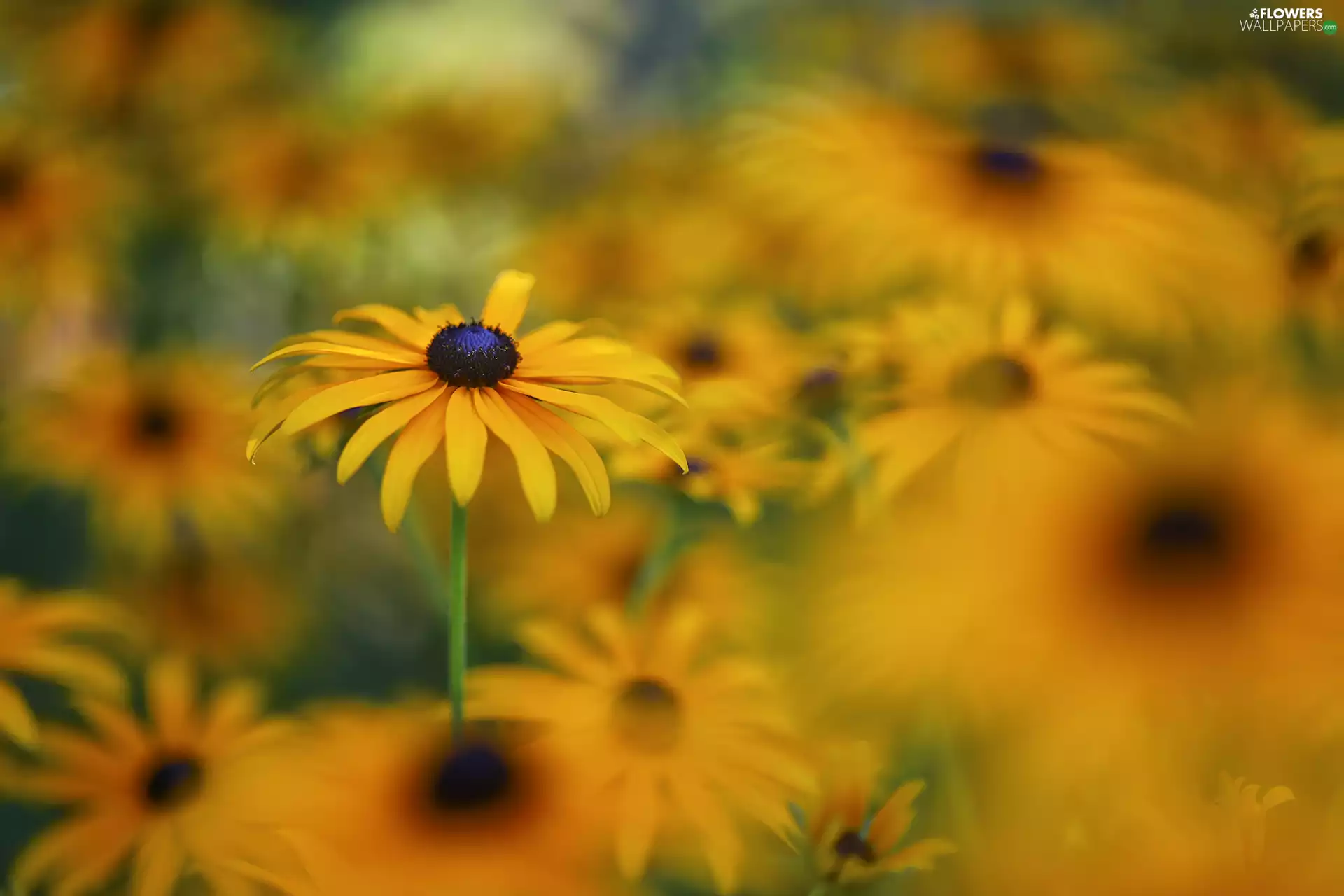 rapprochement, Yellow, Rudbekie