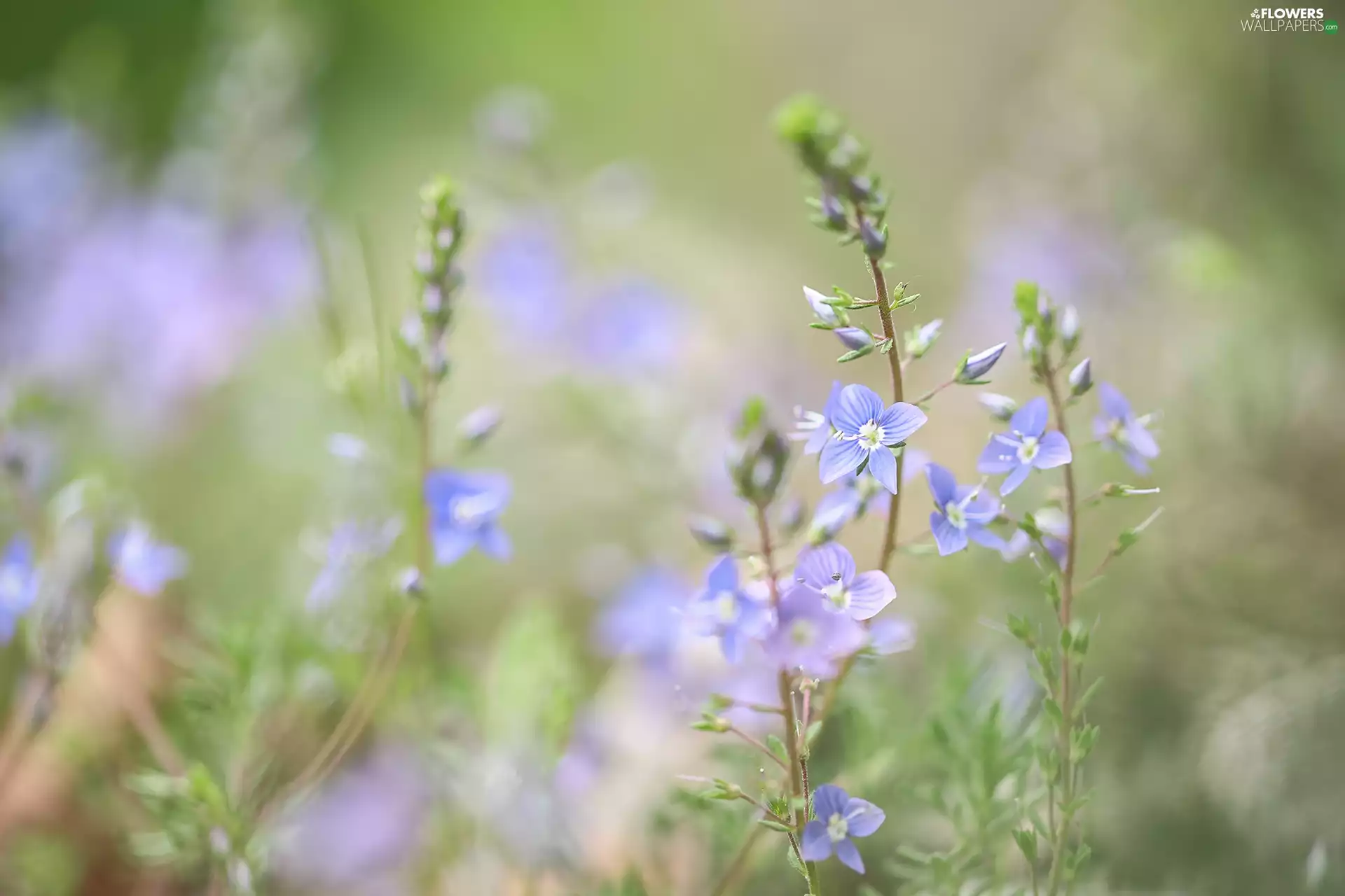 speedwell, Blue, Flowers, rapprochement