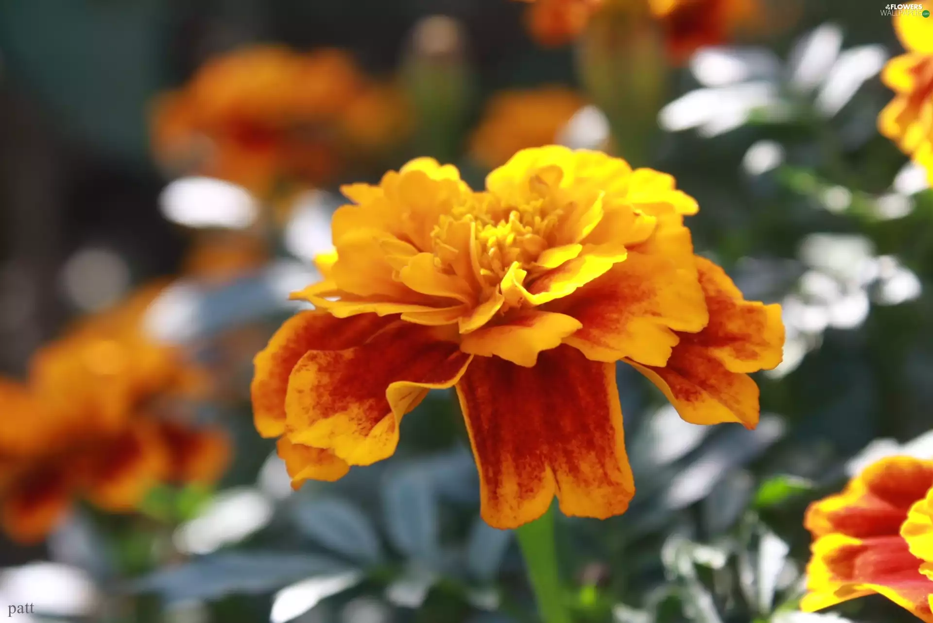 rapprochement, Flower, Tagetes