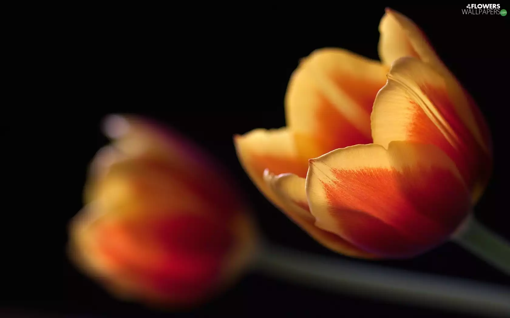 Tulips, background, rapprochement, Black