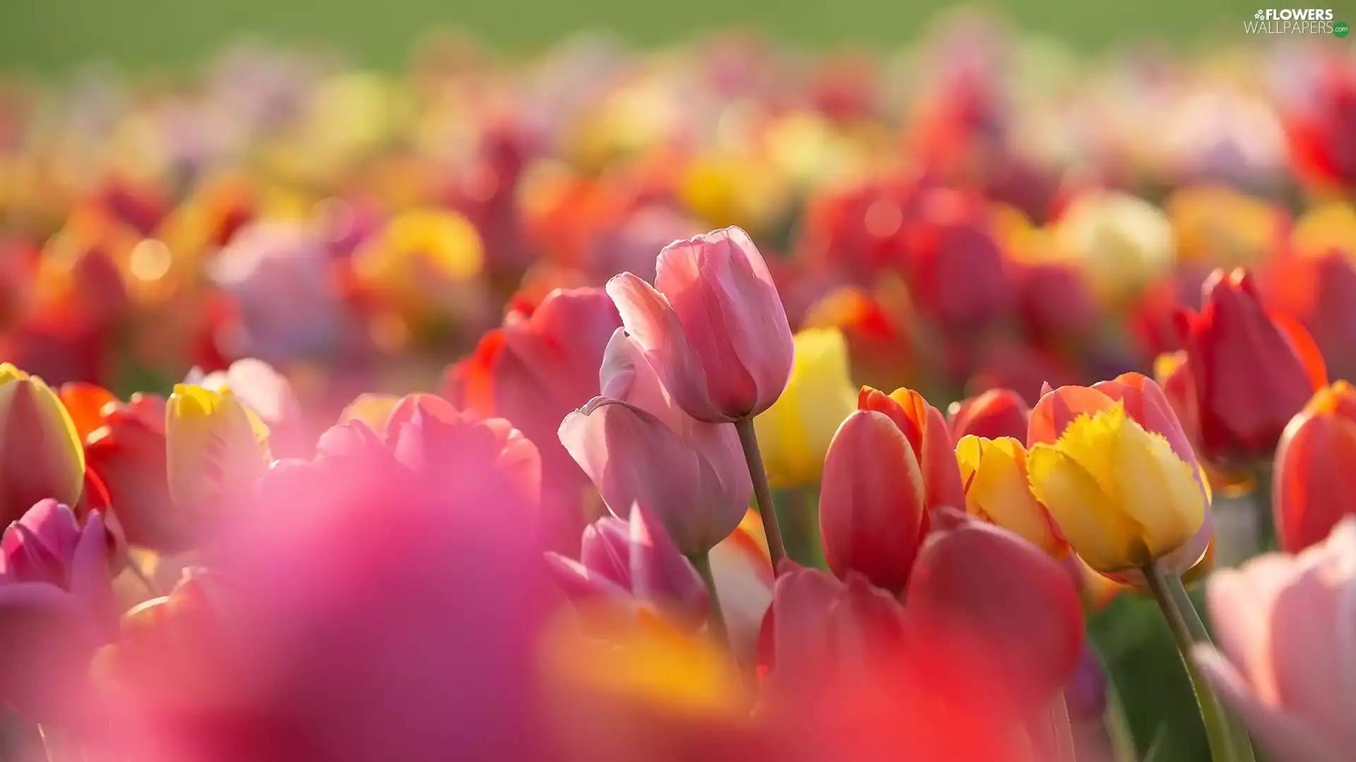 rapprochement, color, Tulips
