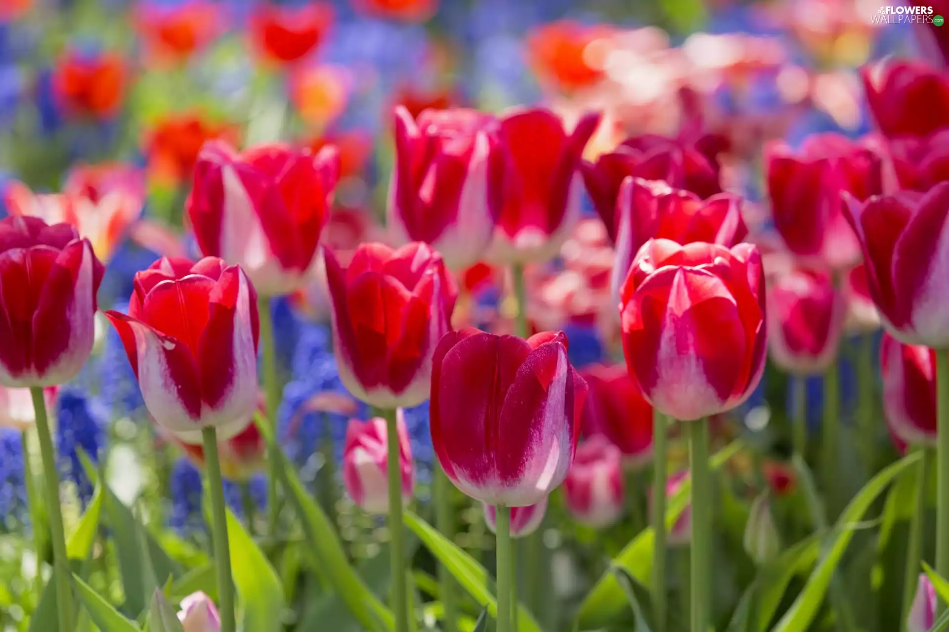 rapprochement, Flowers, Tulips