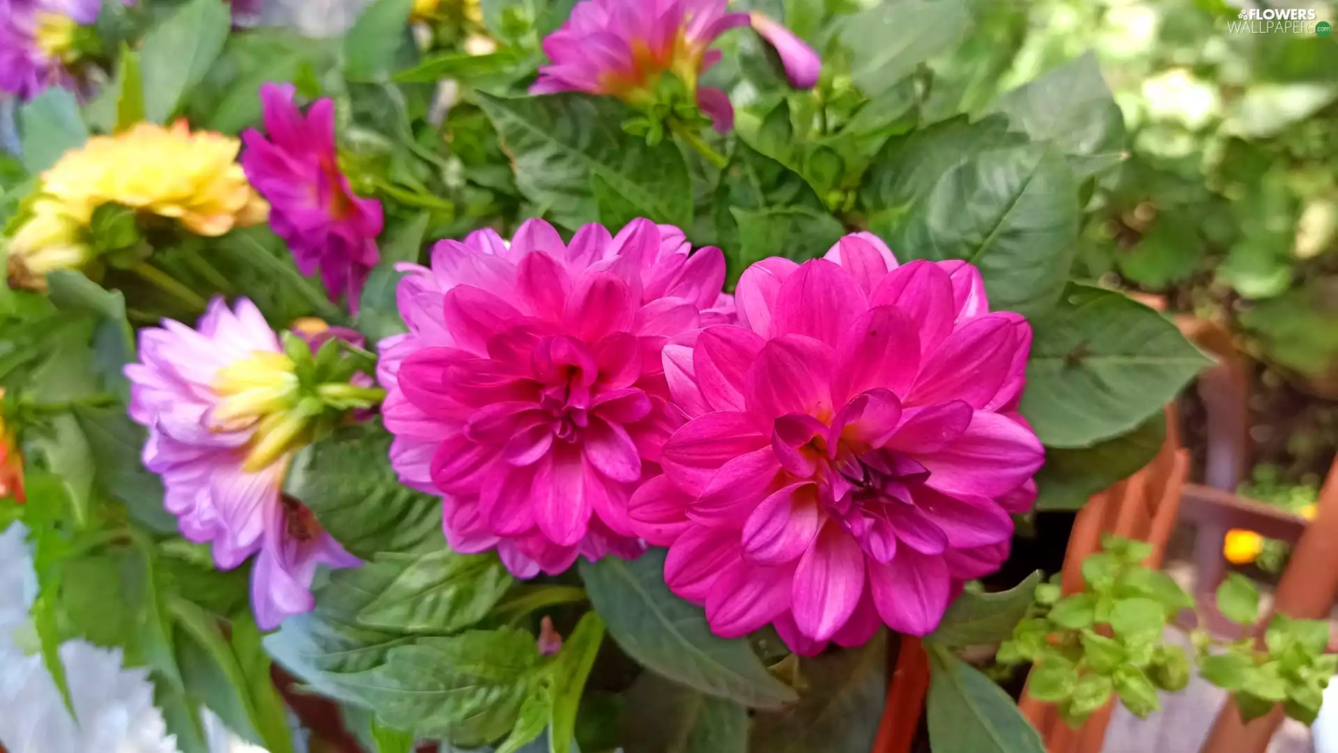 dahlias, rapprochement, Two, Pink, Flowers