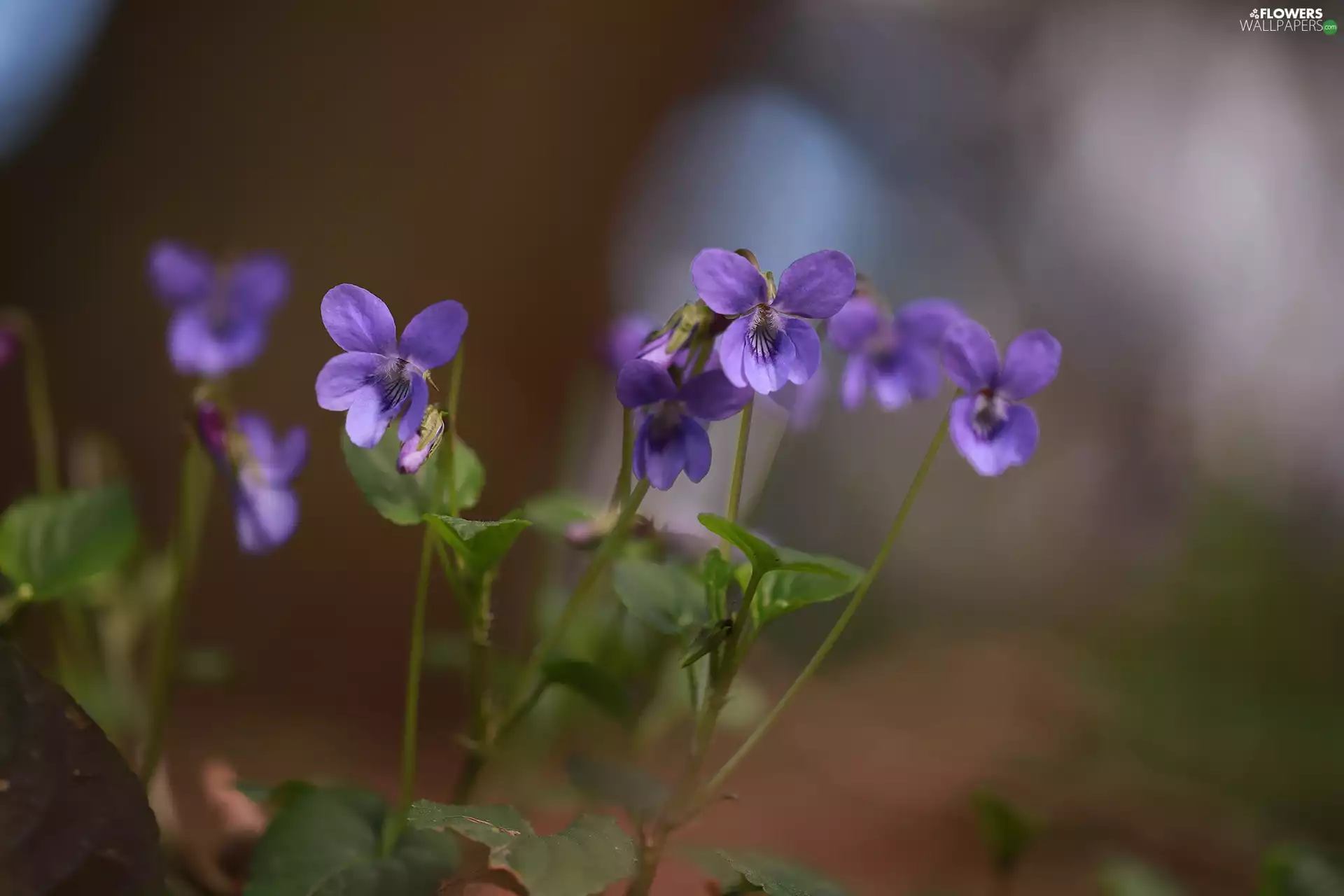 Violets, purple, Flowers, rapprochement