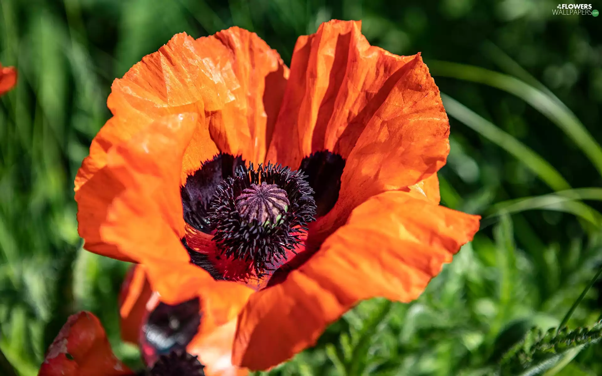 Colourfull Flowers, Red, rapprochement, red weed