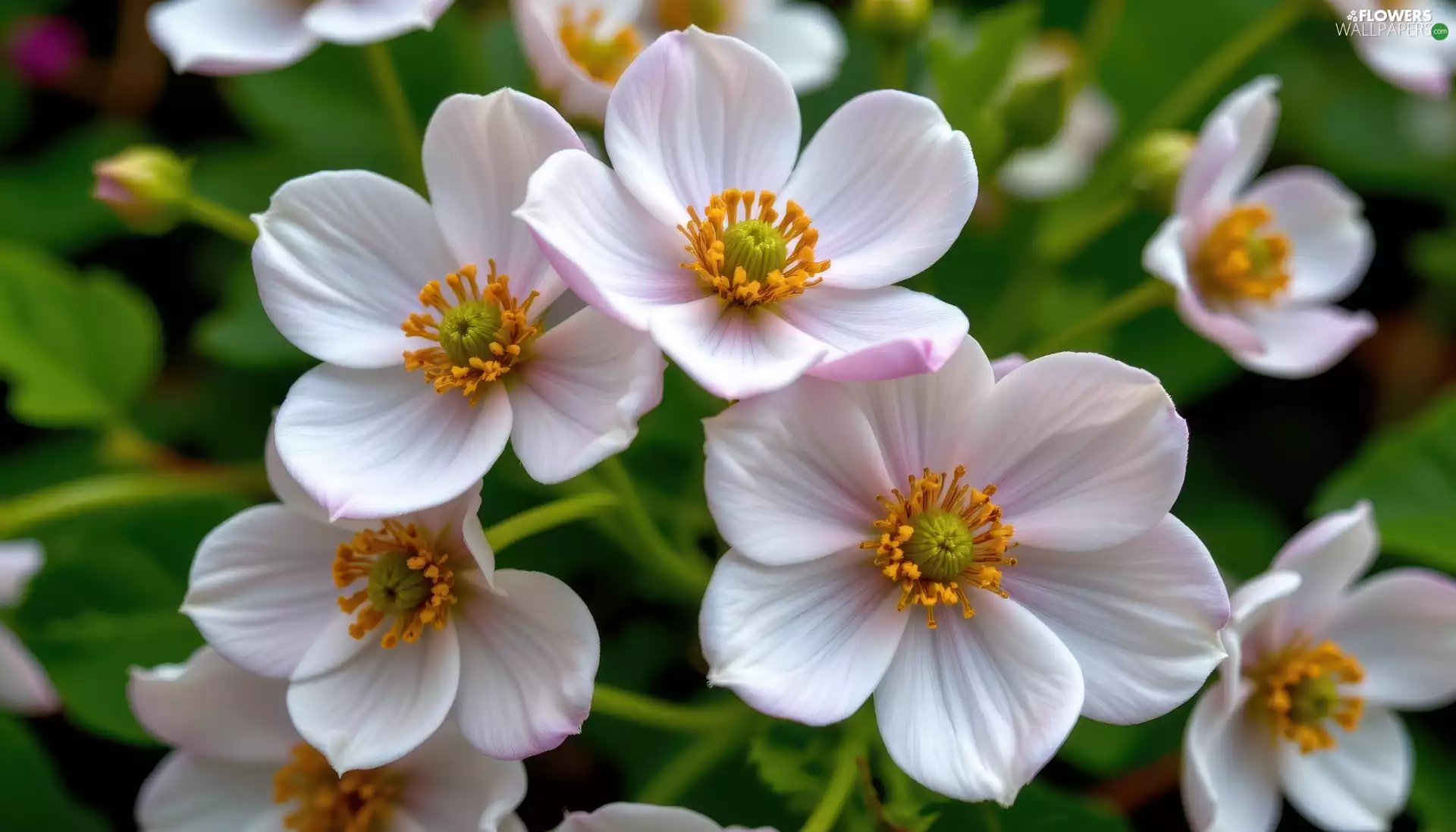 Flowers, rapprochement, White, developed, Anemones