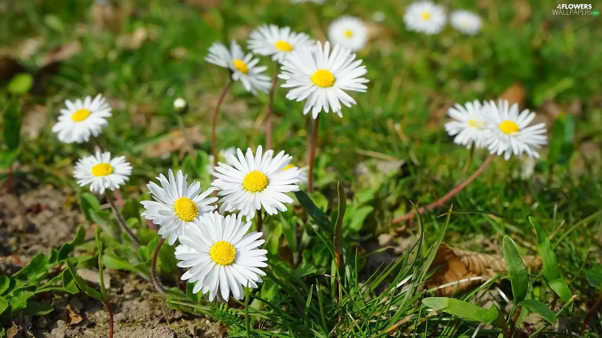 grass, rapprochement, White, daisies, Flowers
