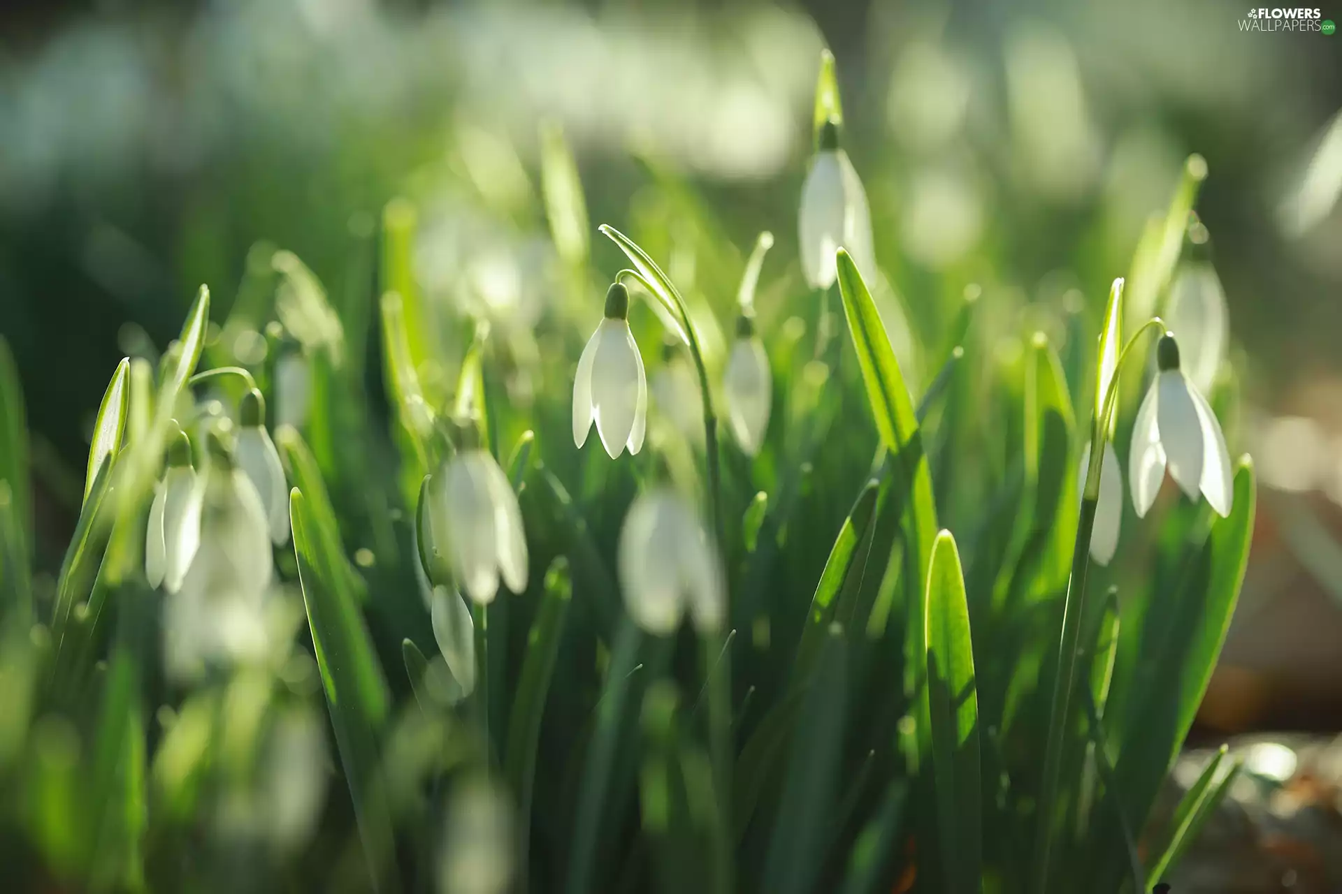 cluster, rapprochement, White, Flowers, snowdrops