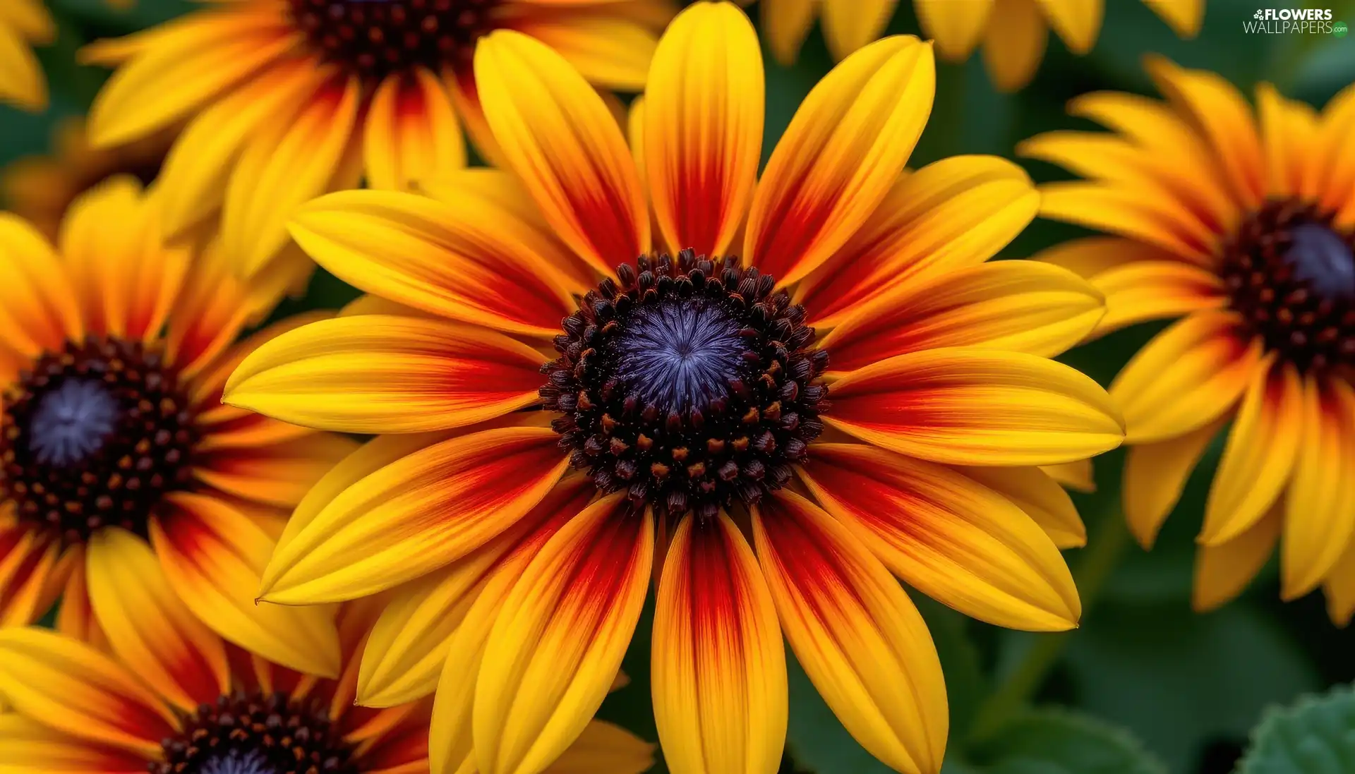 Flowers, rapprochement, Yellow, bloom, Rudbeckia