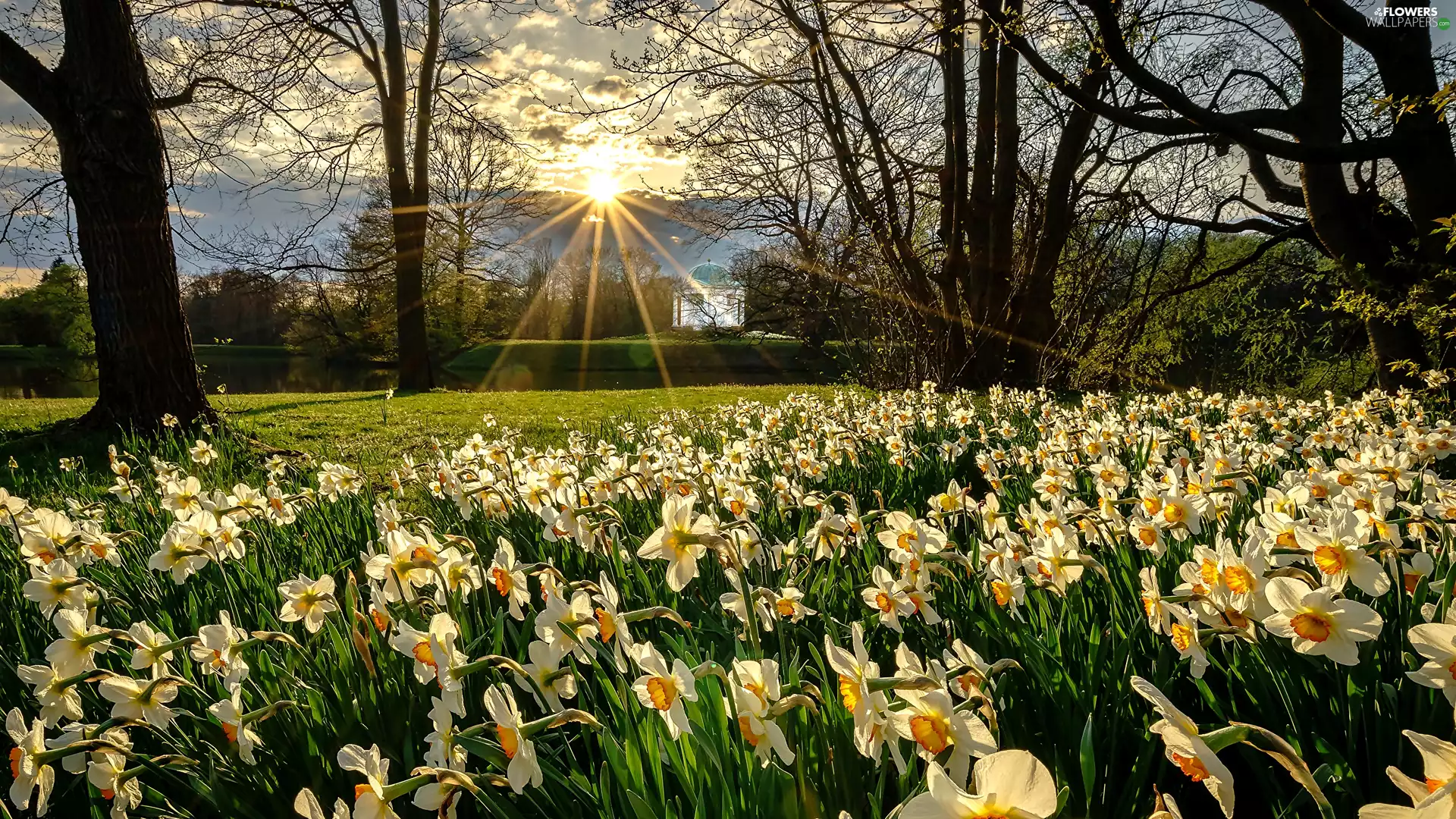 rays of the Sun, Park, viewes, arbour, trees, narcissus
