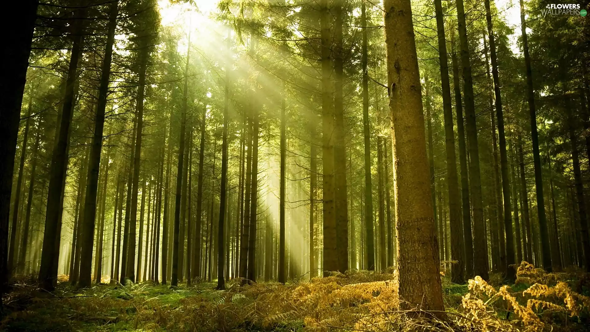 forest, sun, fern, rays