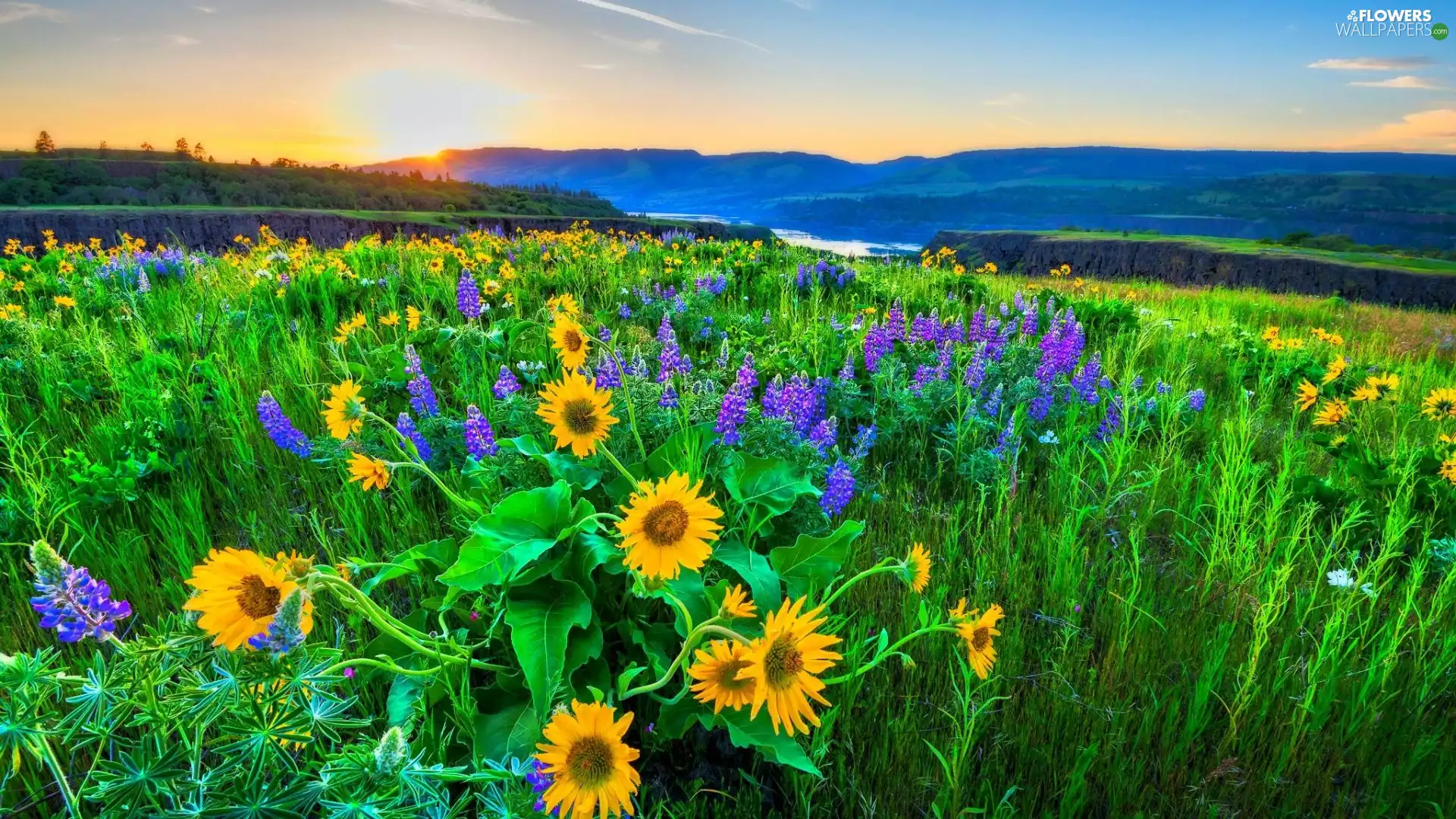 Nice sunflowers, lupine, rays, sun, Meadow